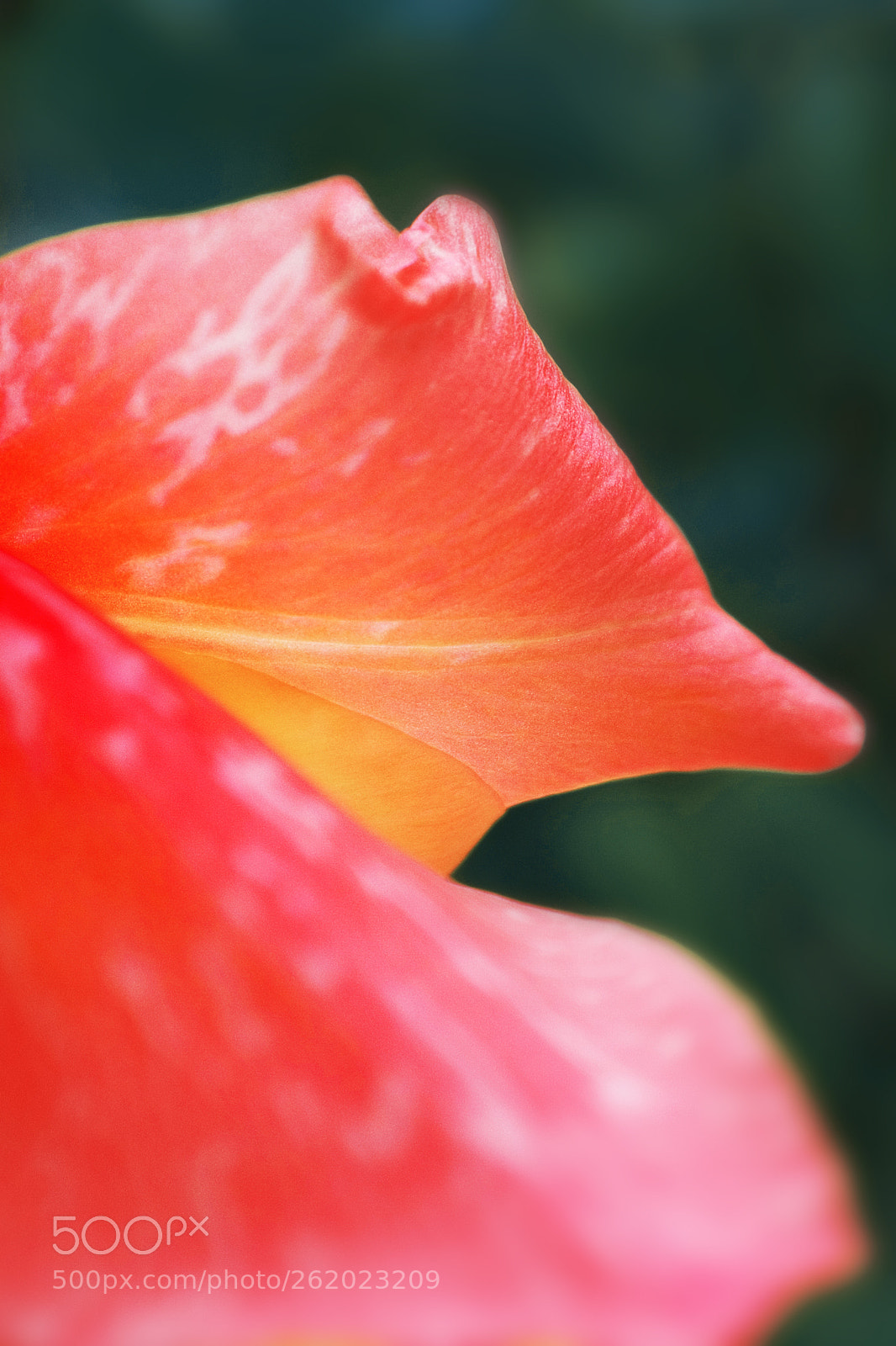 Fujifilm X100T sample photo. 花瓣乙 photography