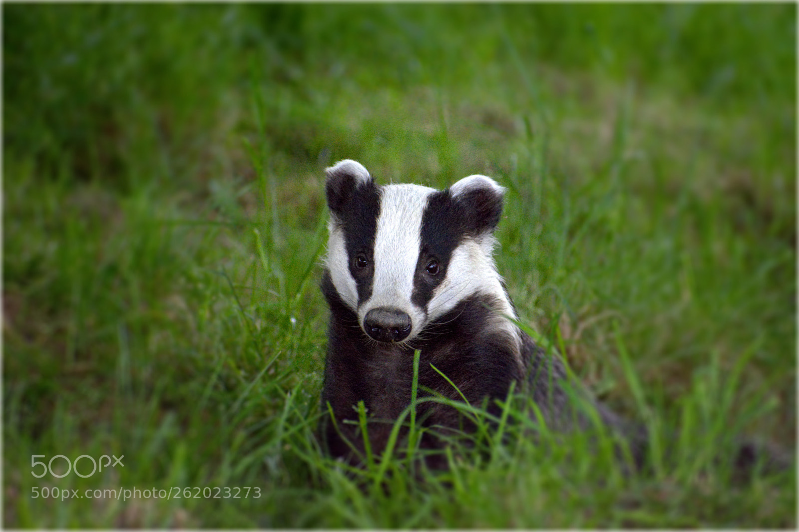 Nikon D7100 sample photo. Brock the badger photography