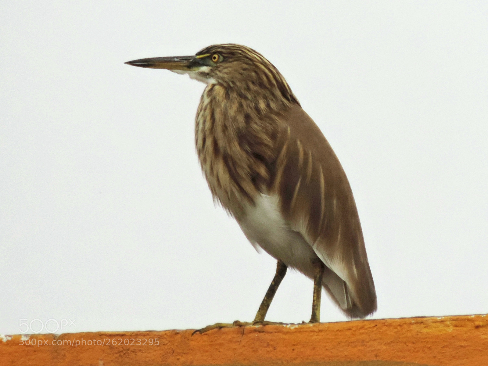 Nikon Coolpix P520 sample photo. Immature black crowned night photography