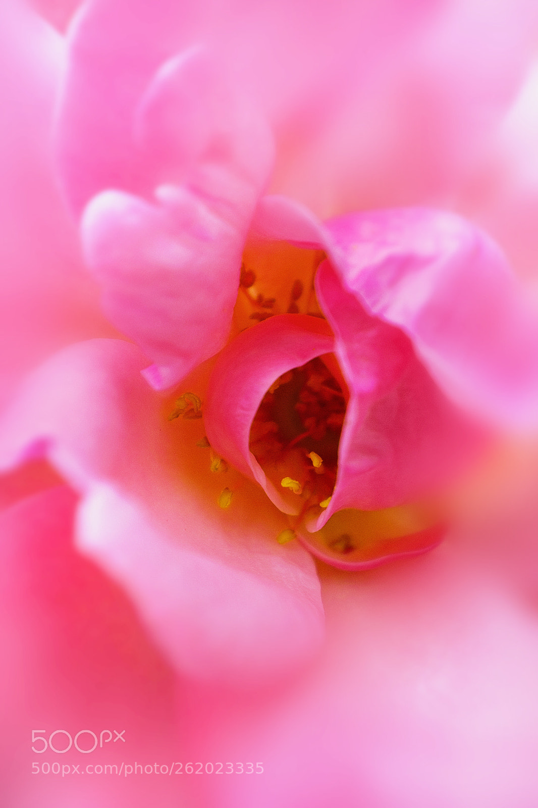 Fujifilm X100T sample photo. 花瓣丙 photography