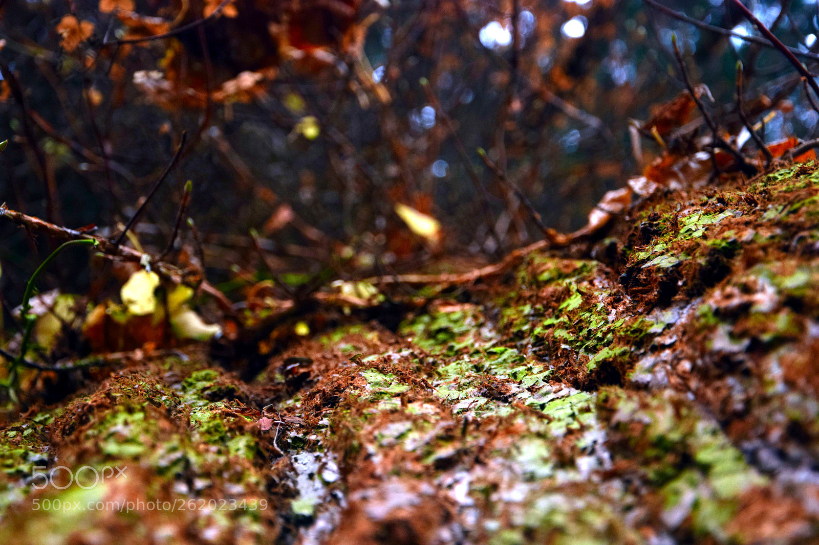 Nikon D5300 sample photo. Along the bark photography