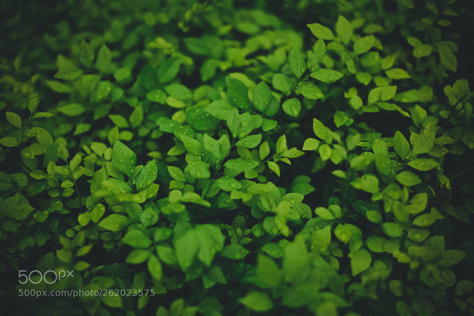 Canon EOS 5D sample photo. Refresh photography