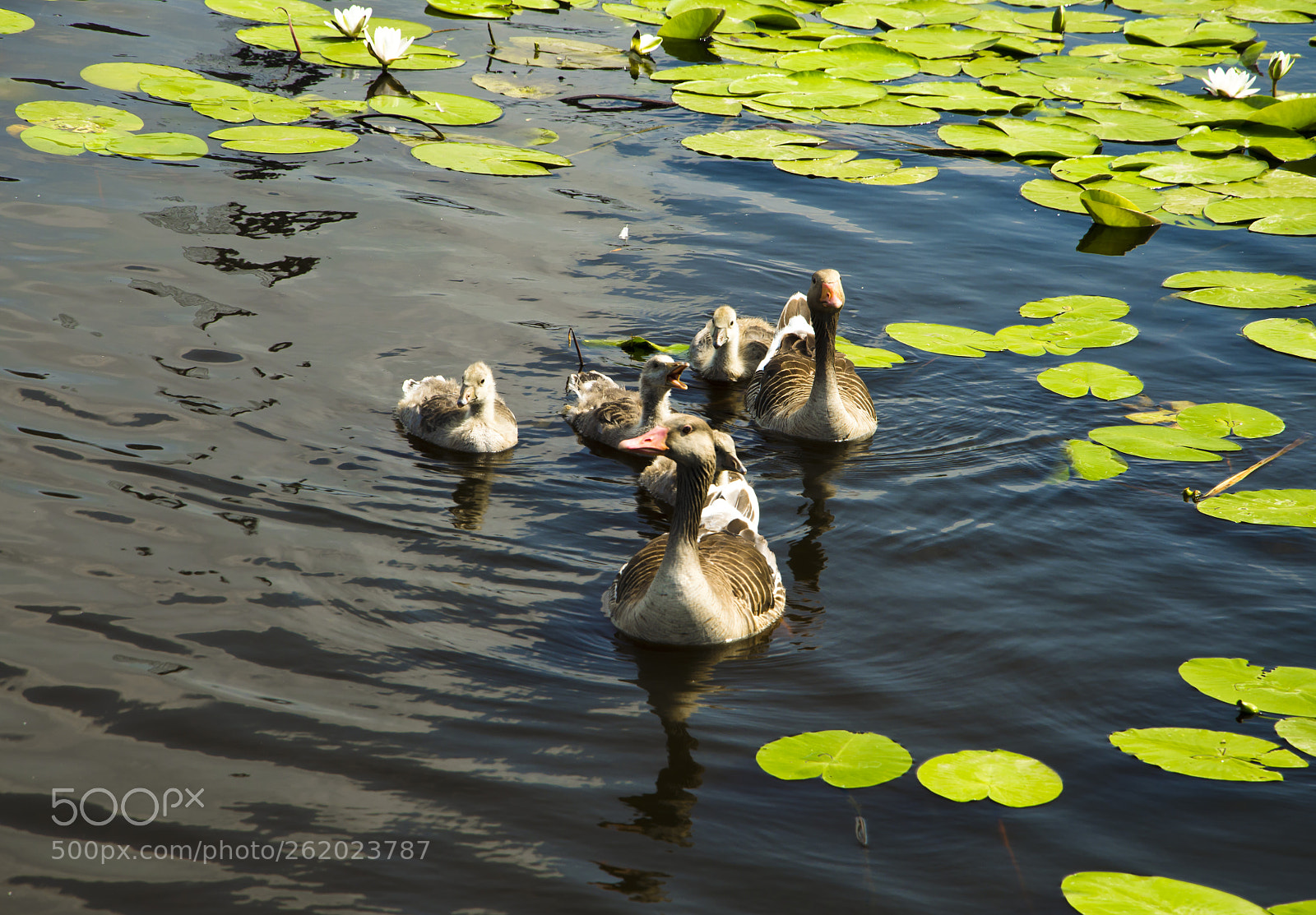 Nikon D5100 sample photo. Family outing.. photography