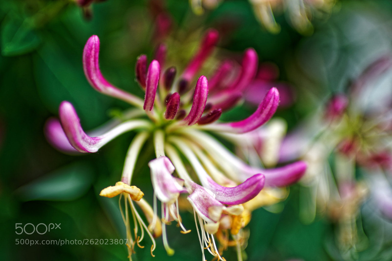 Canon EF 35-80mm f/4-5.6 sample photo. Honeysuckle ver five photography