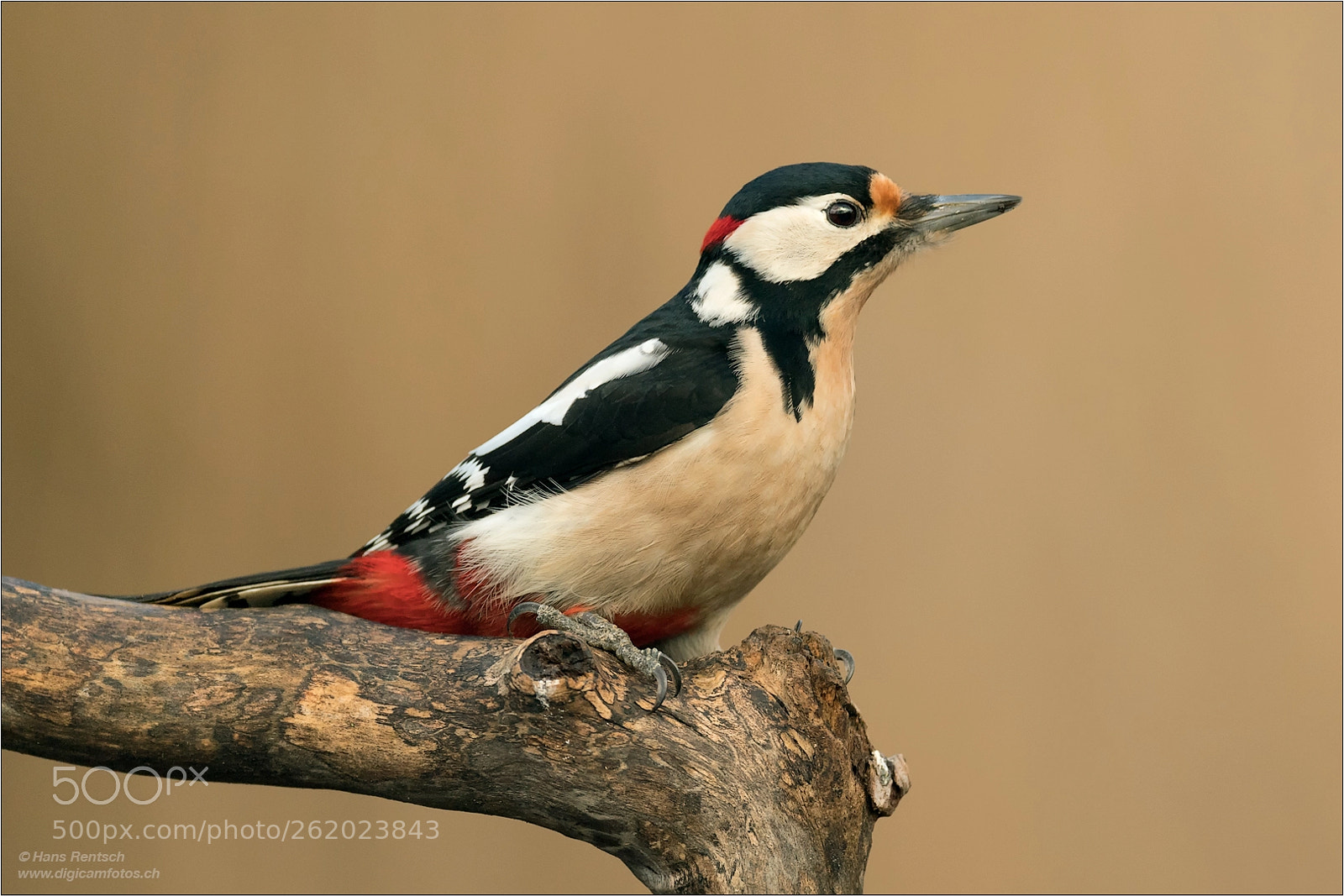 Nikon D5 sample photo. Dendrocopos major photography