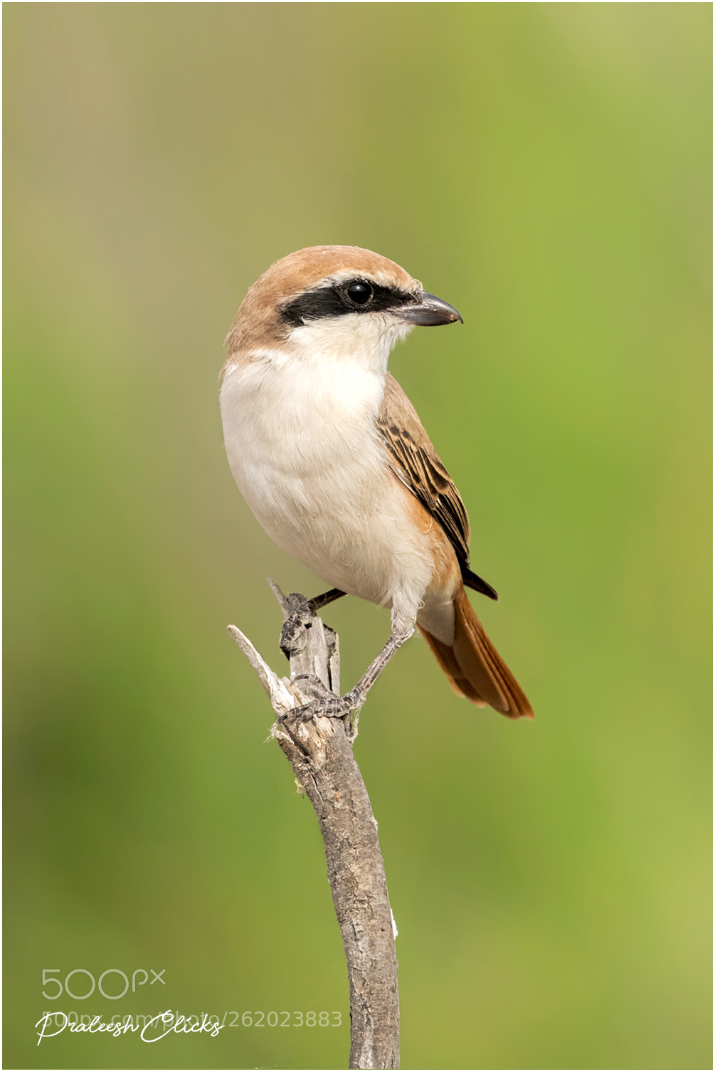 Nikon D500 sample photo. Turkestan shrike photography