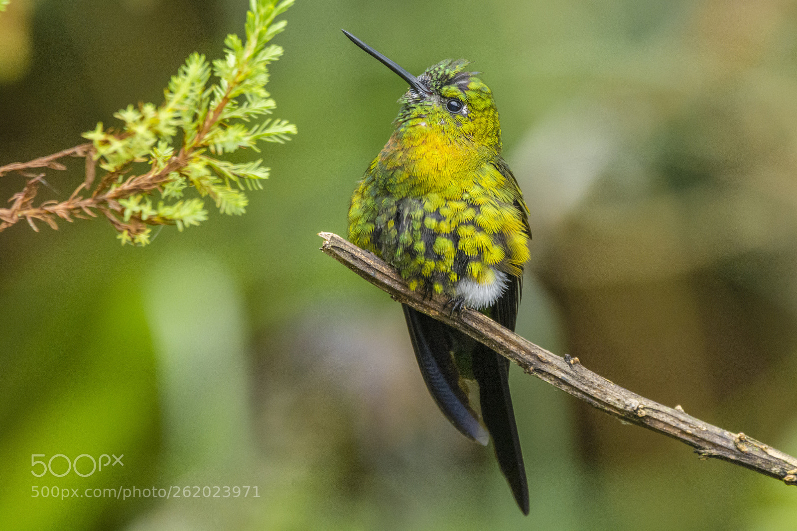 Nikon D7100 sample photo. Golden-breasted puffleg. photography