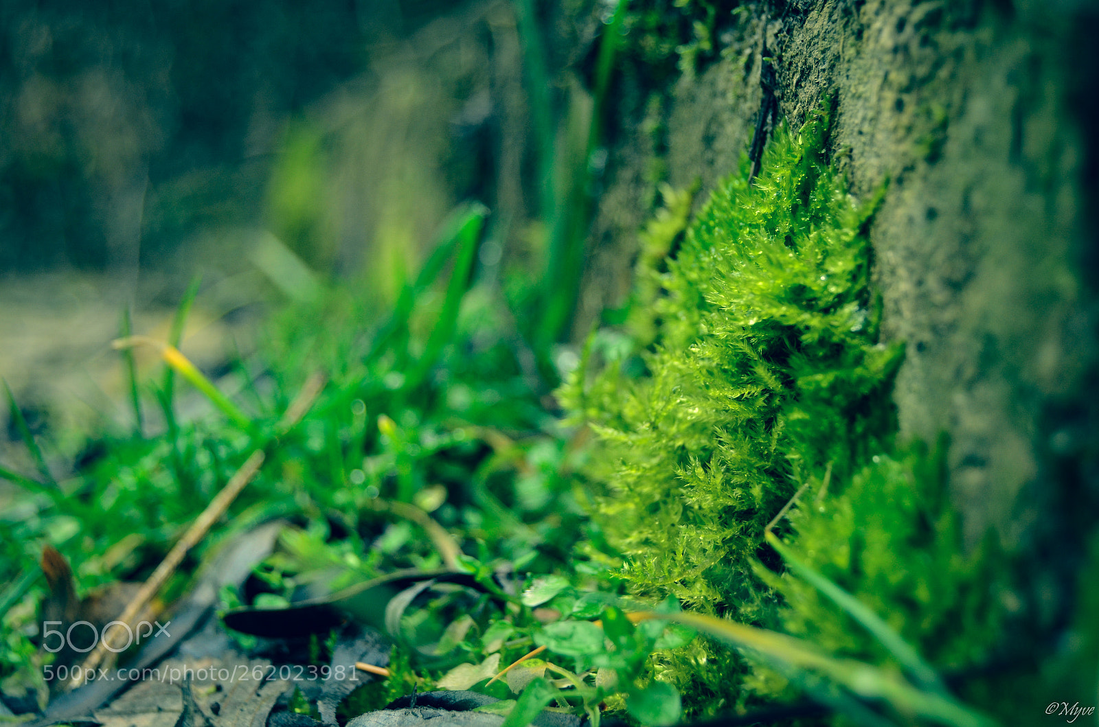 Nikon D5100 sample photo. |||||||| photography