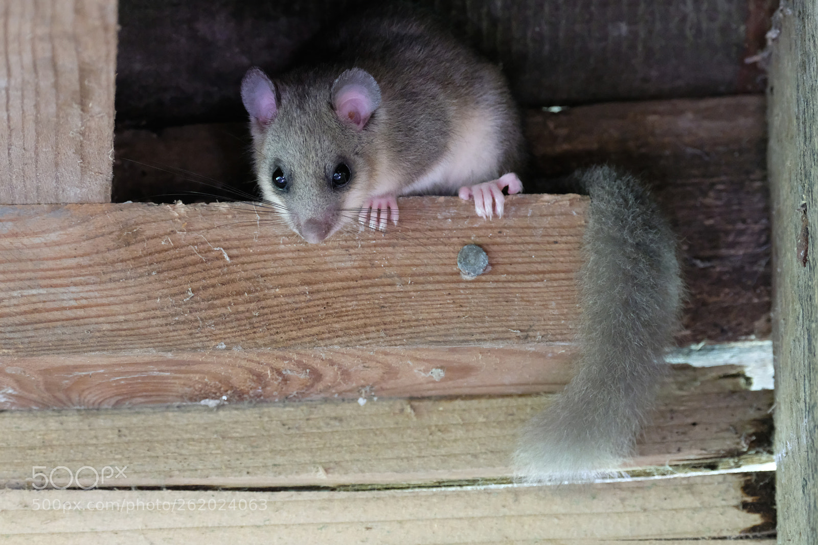 Fujifilm X-T2 sample photo. Edible dormouse (glis glis) photography
