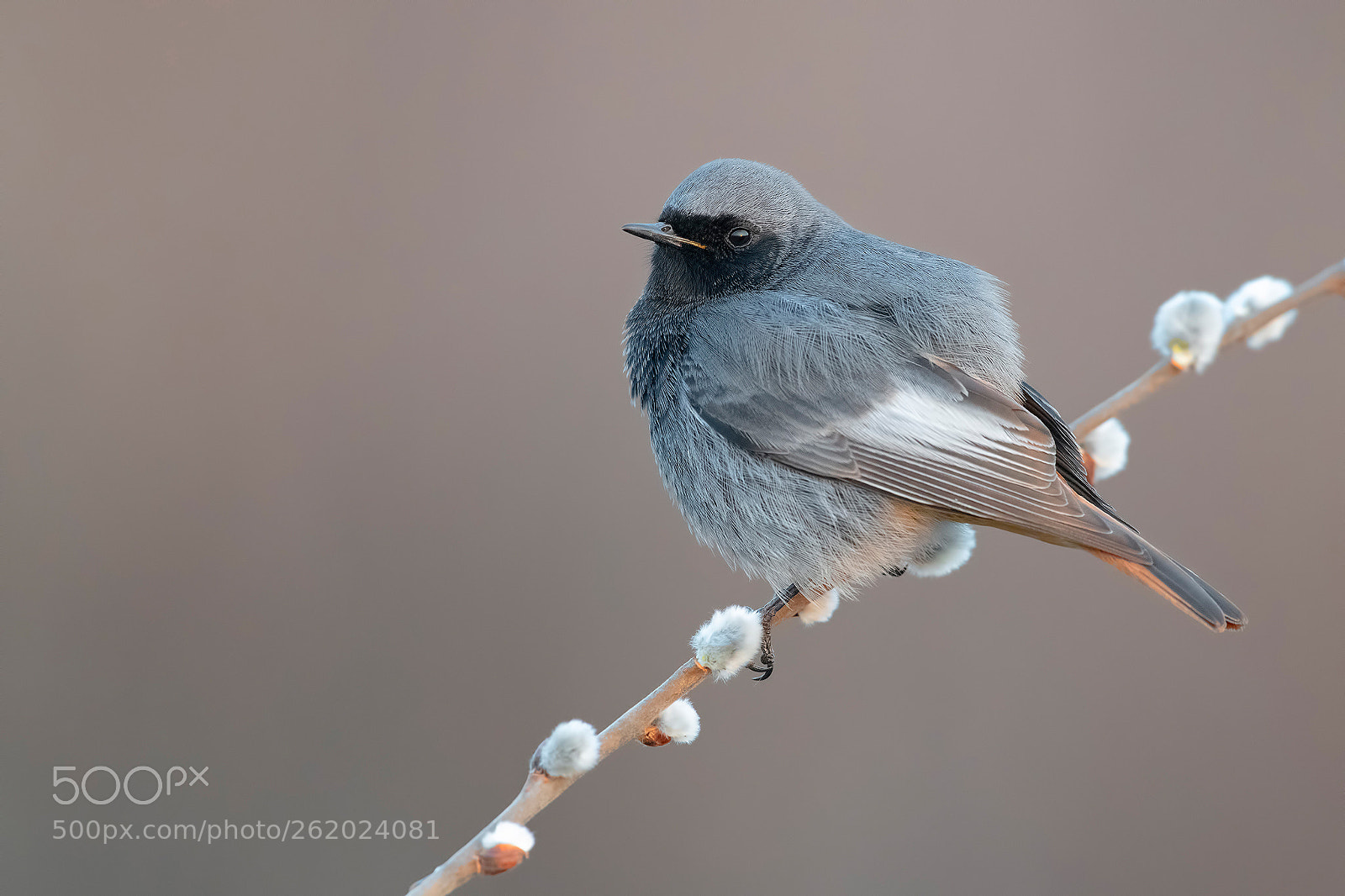 Nikon D850 sample photo. Black redstart photography