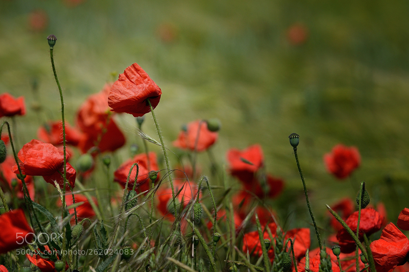 Nikon D7000 sample photo. Colors photography