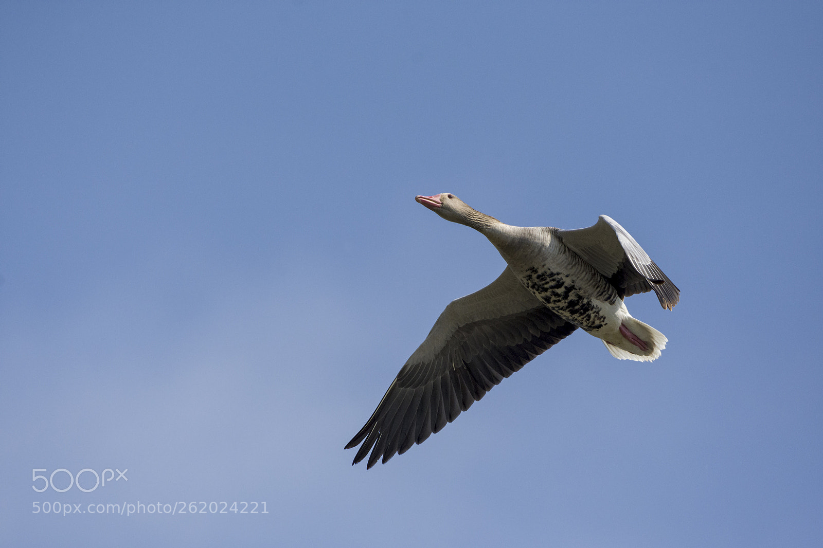 Nikon D7200 sample photo. Greylag goose anser anser photography