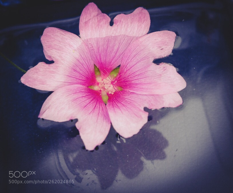 Fujifilm X-T20 sample photo. Untitled photography