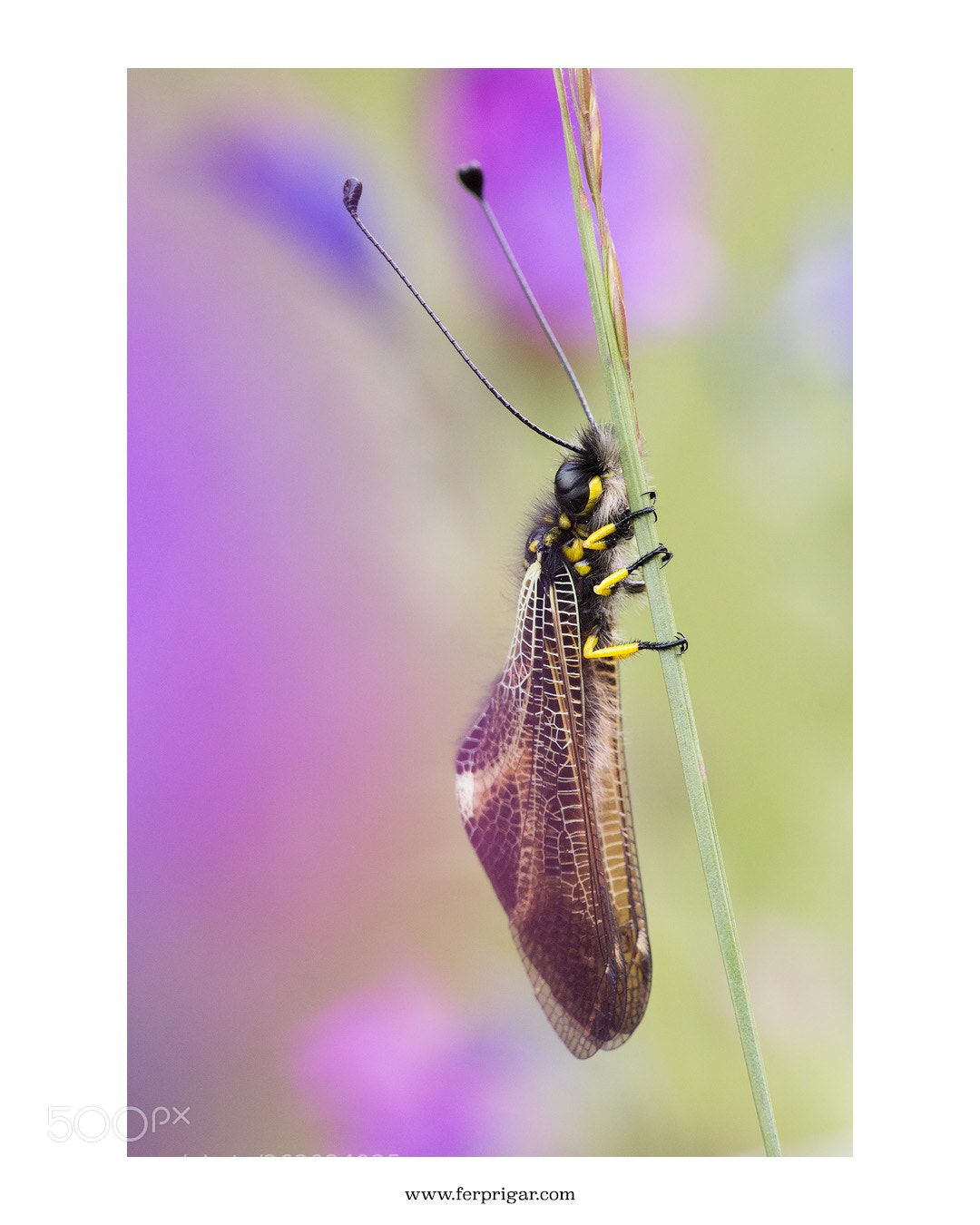 Canon EOS 6D sample photo. World in purple  photography