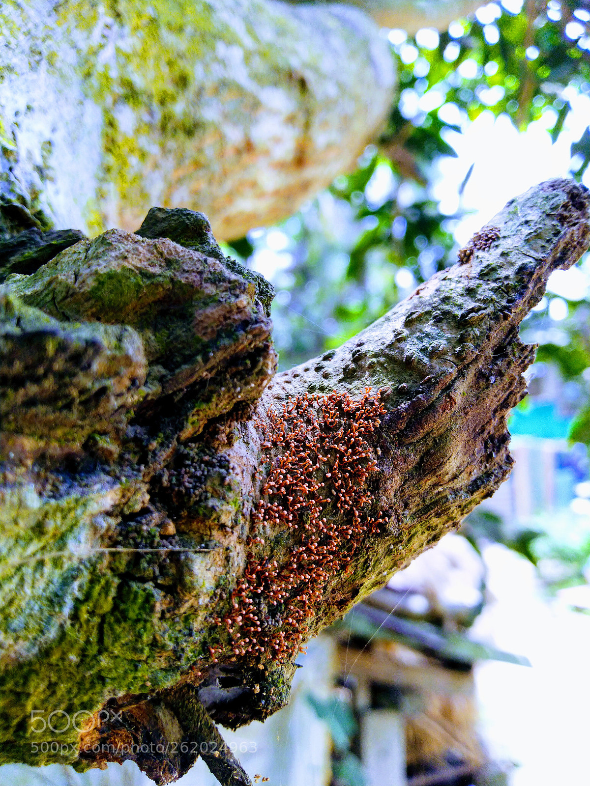 ASUS ZenFone Max Pro M1 (ZB602KL) (WW) / Max Pro M1 (ZB601KL) (IN) sample photo. Untitled photography