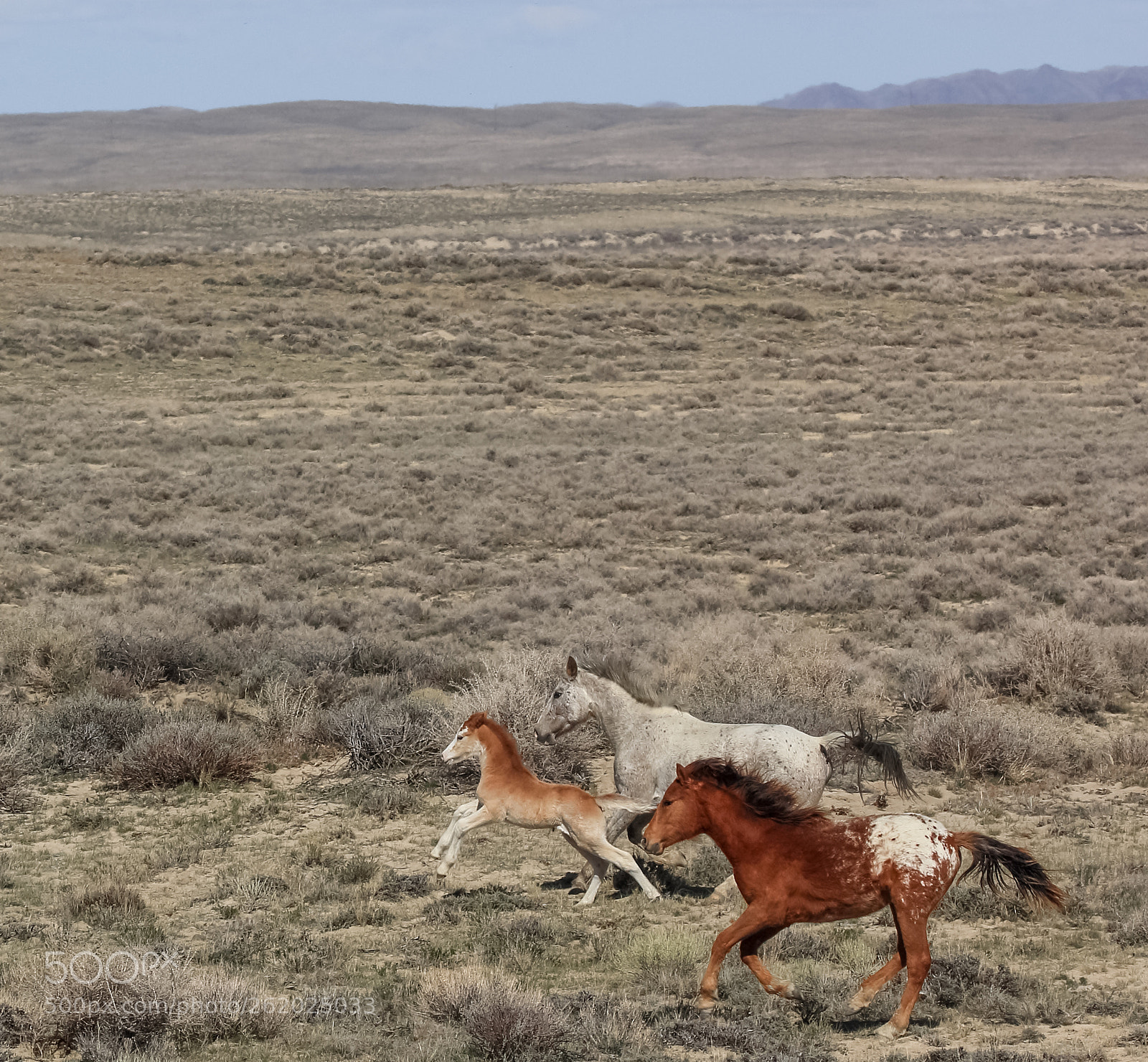 Canon EOS 70D sample photo. Wild horses galloping on photography