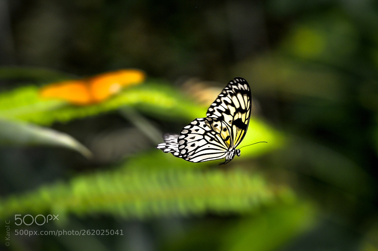Nikon D90 sample photo. Butterfly  photography