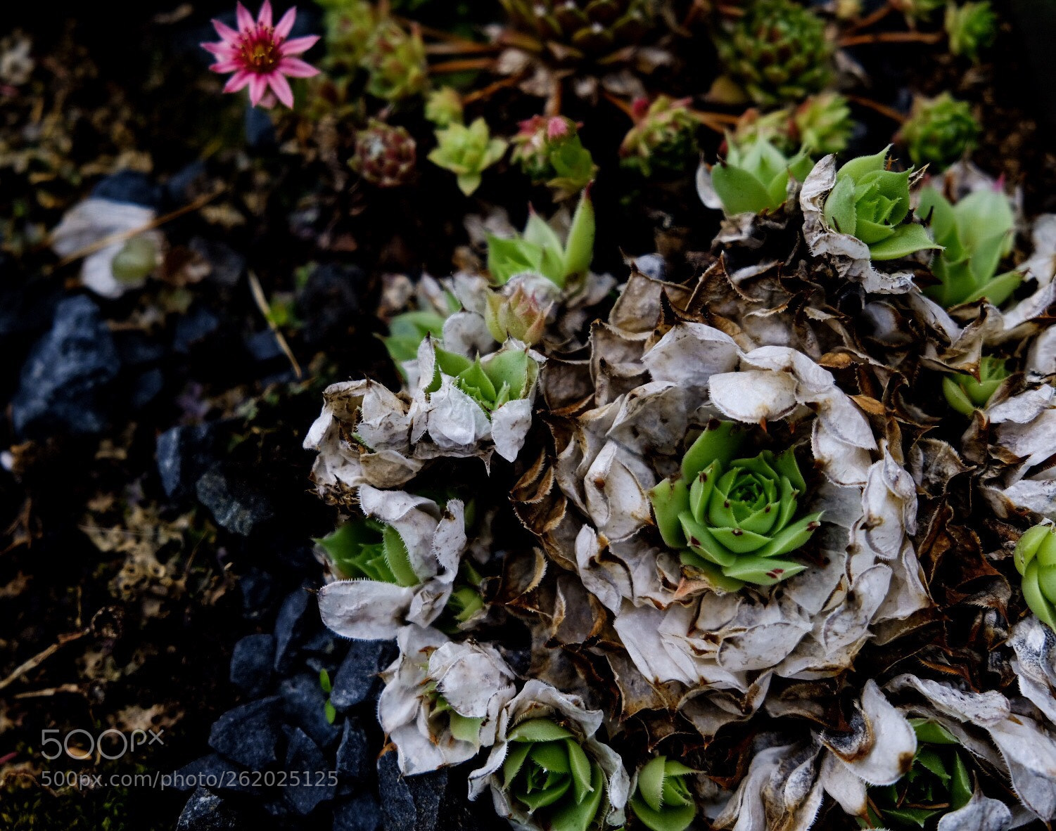Fujifilm X-T20 sample photo. Untitled photography