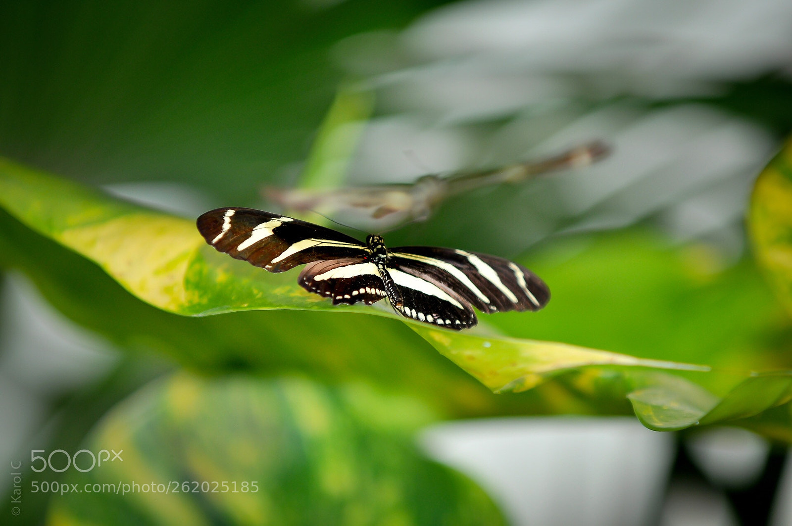 Nikon D90 sample photo. Butterfly  photography