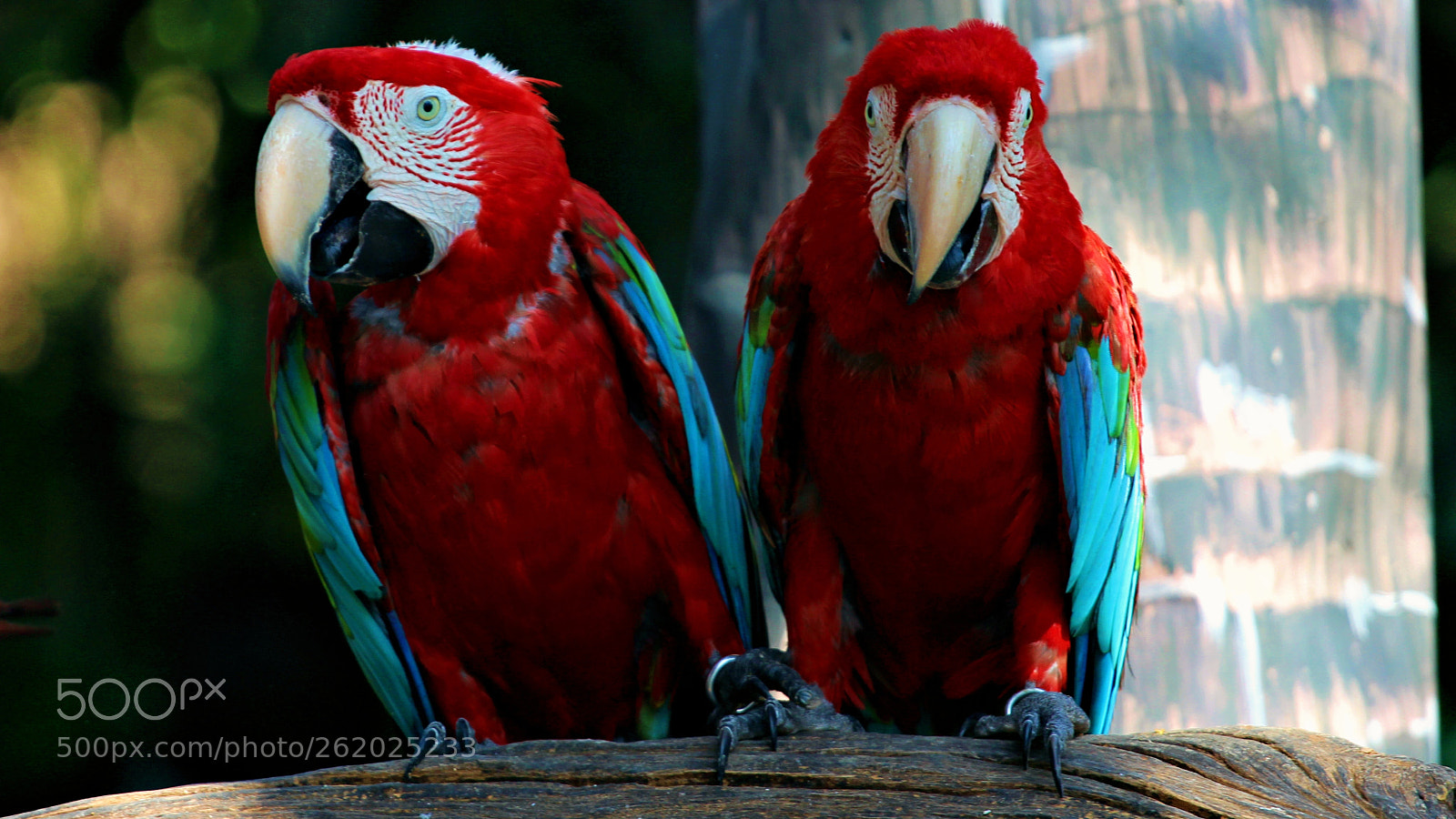 Canon EOS 700D (EOS Rebel T5i / EOS Kiss X7i) + Canon EF 70-200mm F4L USM sample photo. //macaws// photography