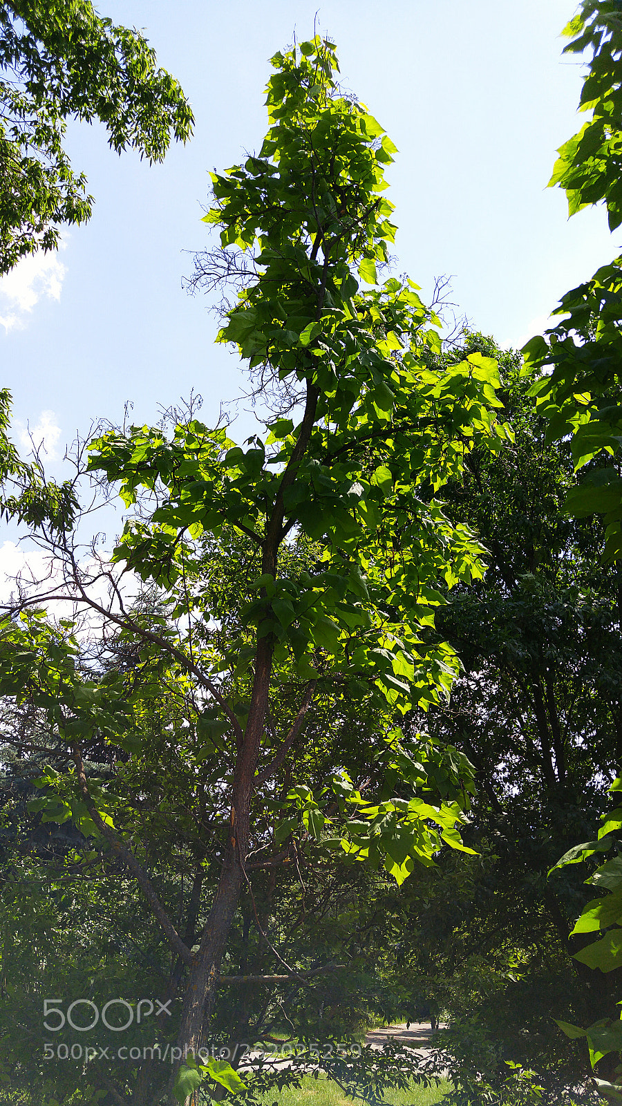 LG H818P sample photo. Toward the sun photography