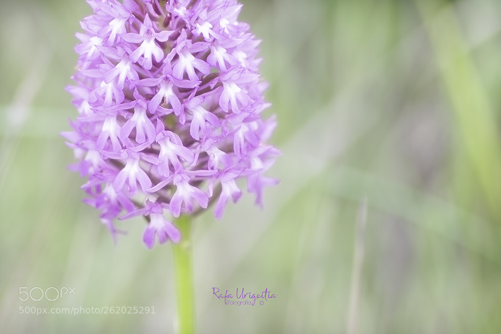 Nikon D610 sample photo. Flor caputxina photography