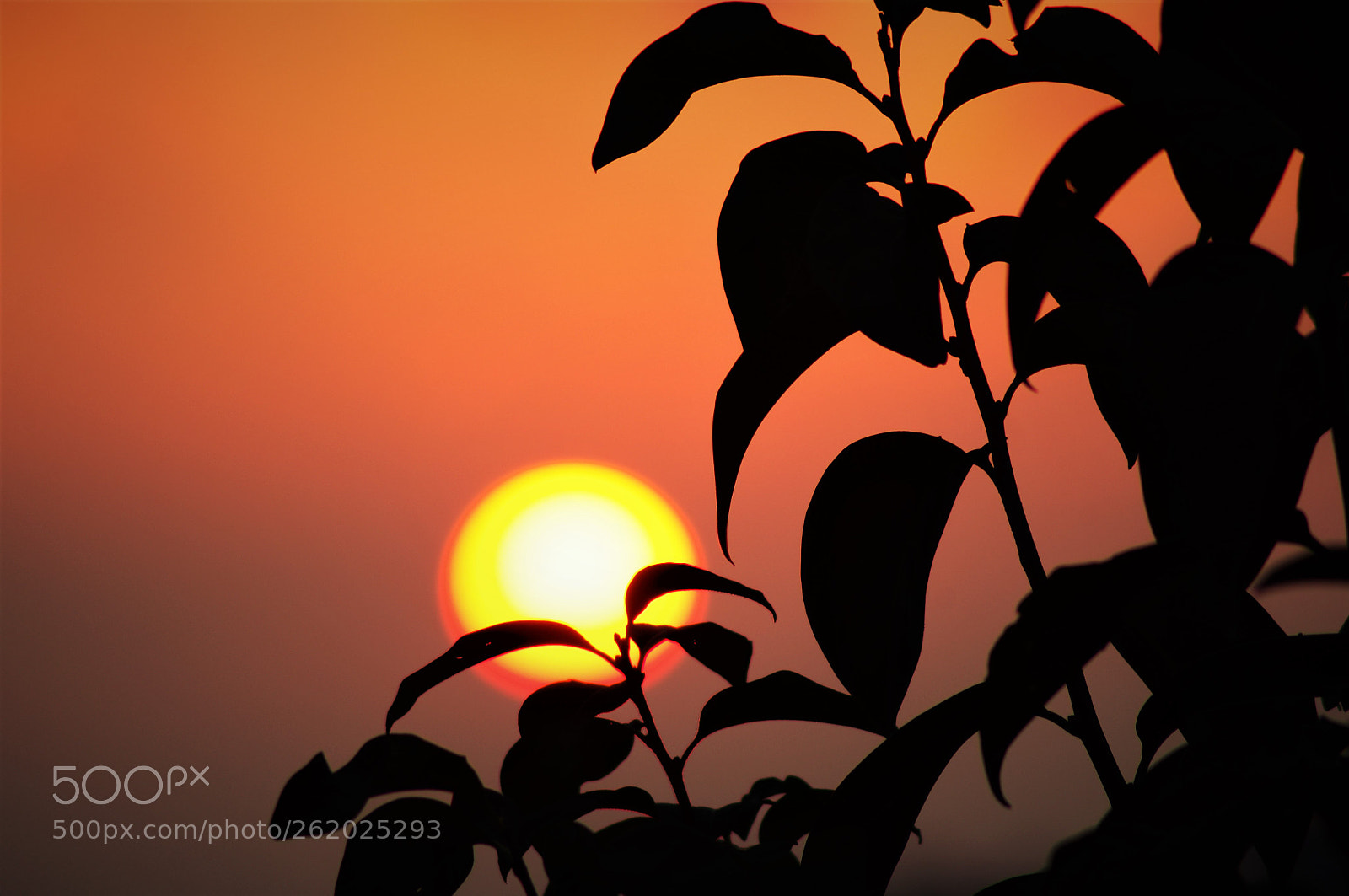 Pentax K-r sample photo. Silhuette photography
