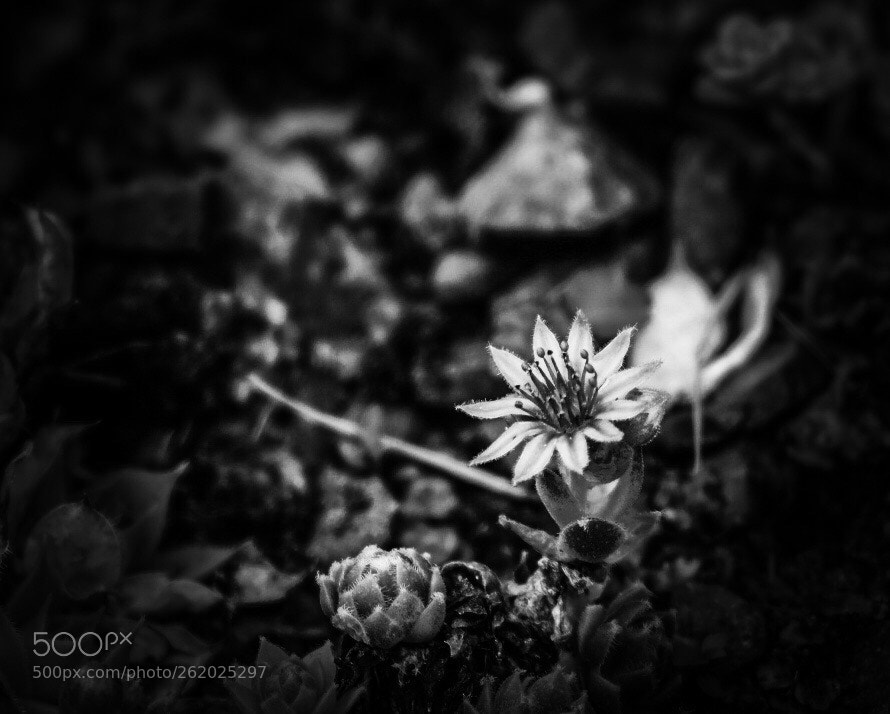 Fujifilm X-T20 sample photo. Untitled photography