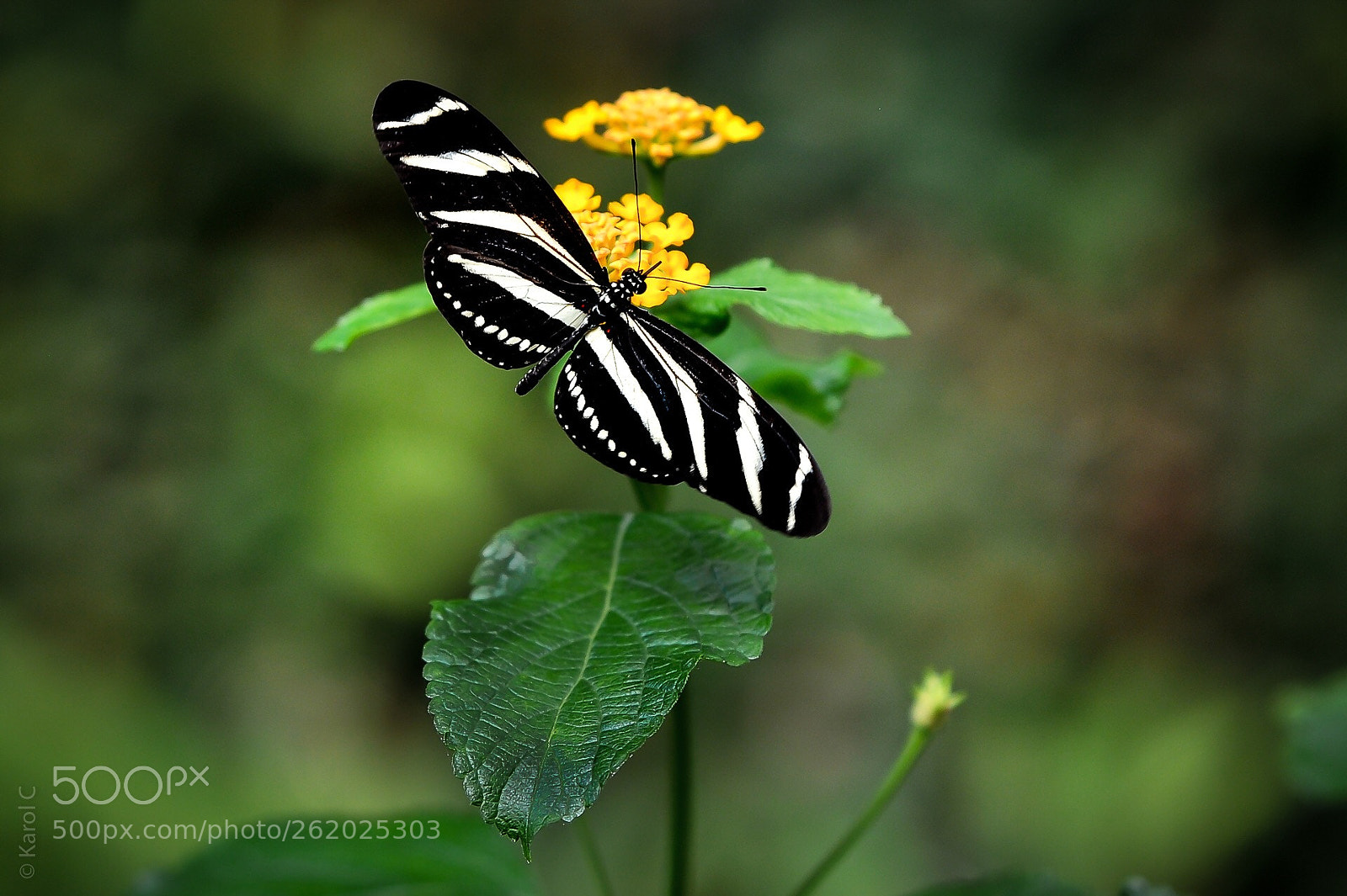 Nikon D90 sample photo. Butterfly  photography