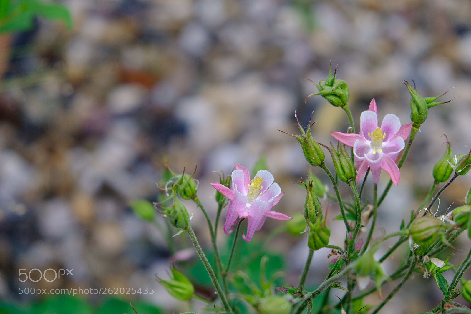 Fujifilm X-T20 sample photo. Untitled photography
