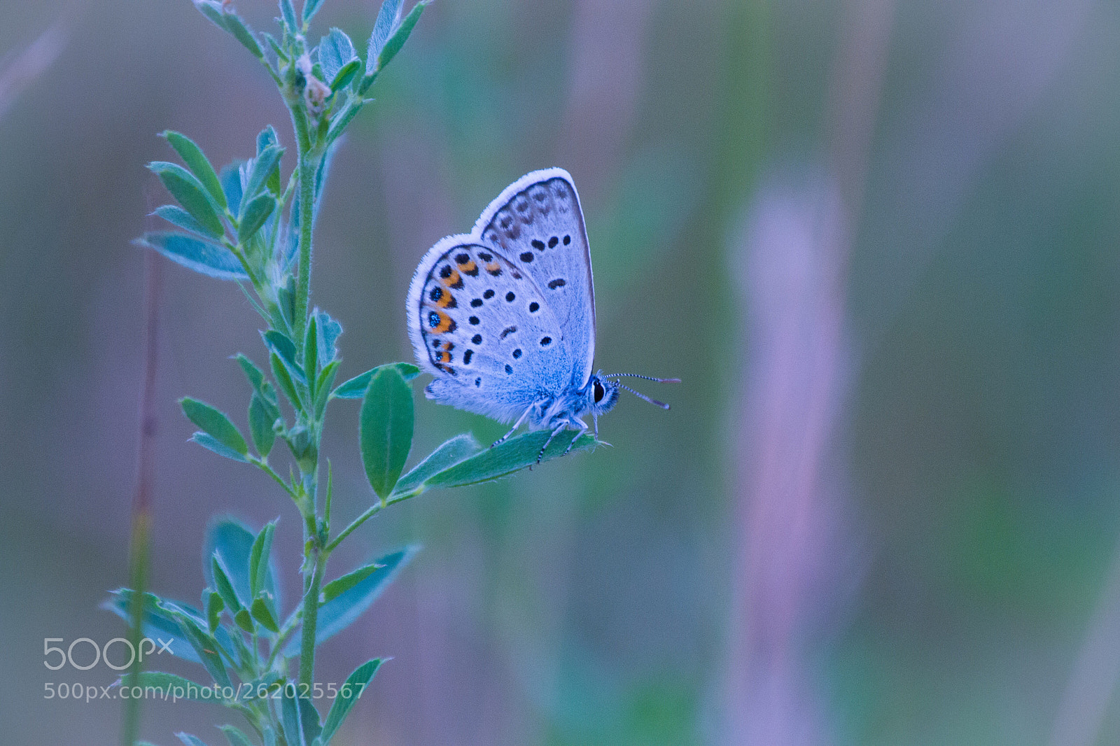 Nikon D3100 sample photo. Butterfly photography