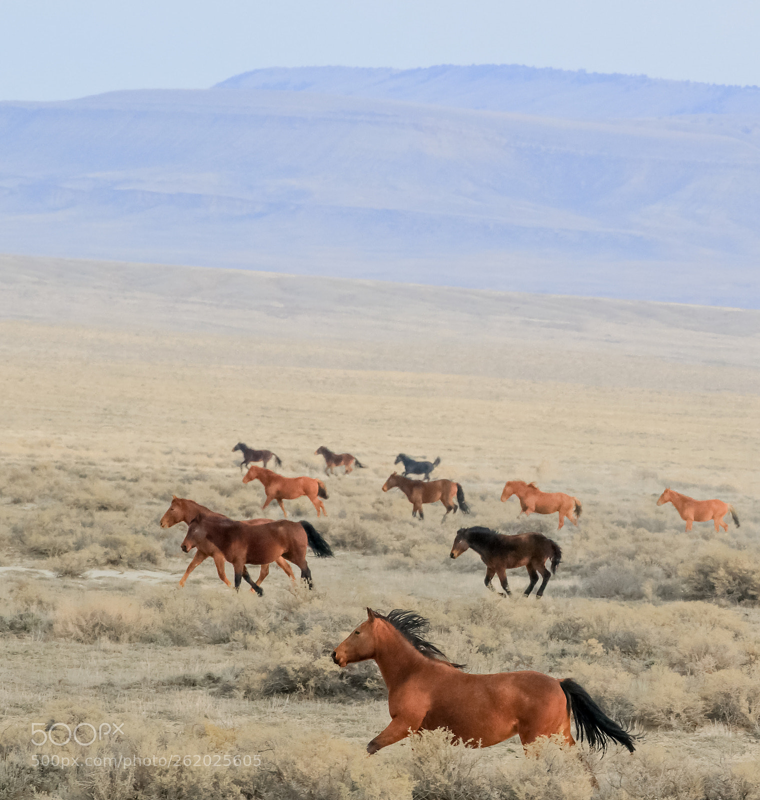 Canon EOS 70D sample photo. Wild horses galloping on photography