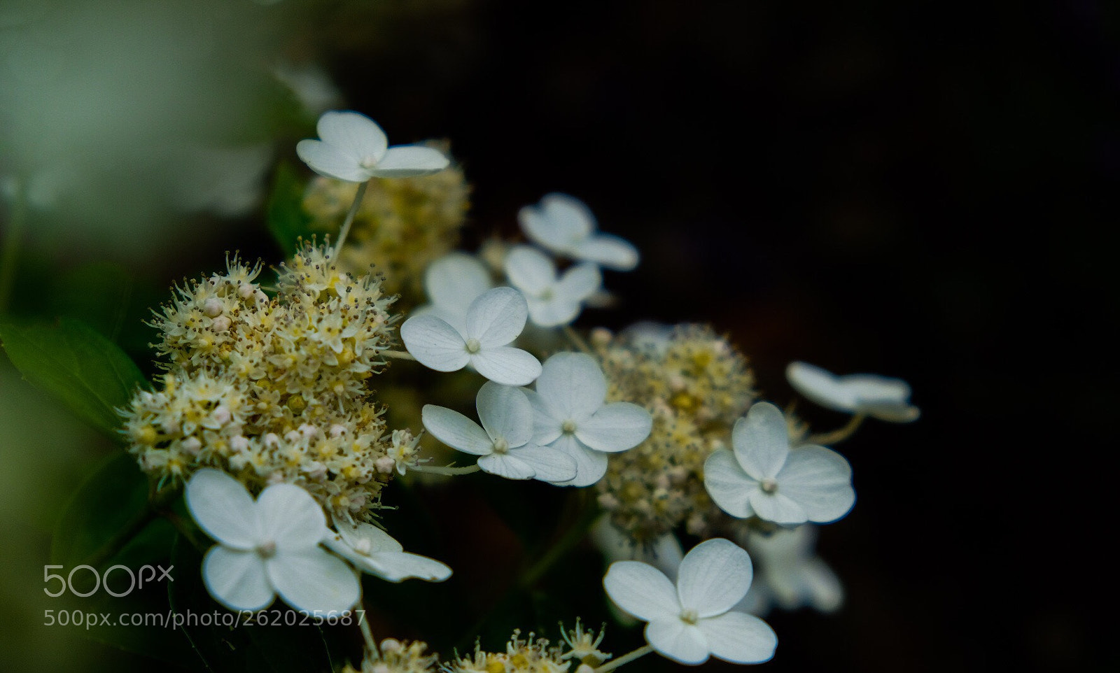 Fujifilm X-T20 sample photo. Untitled photography
