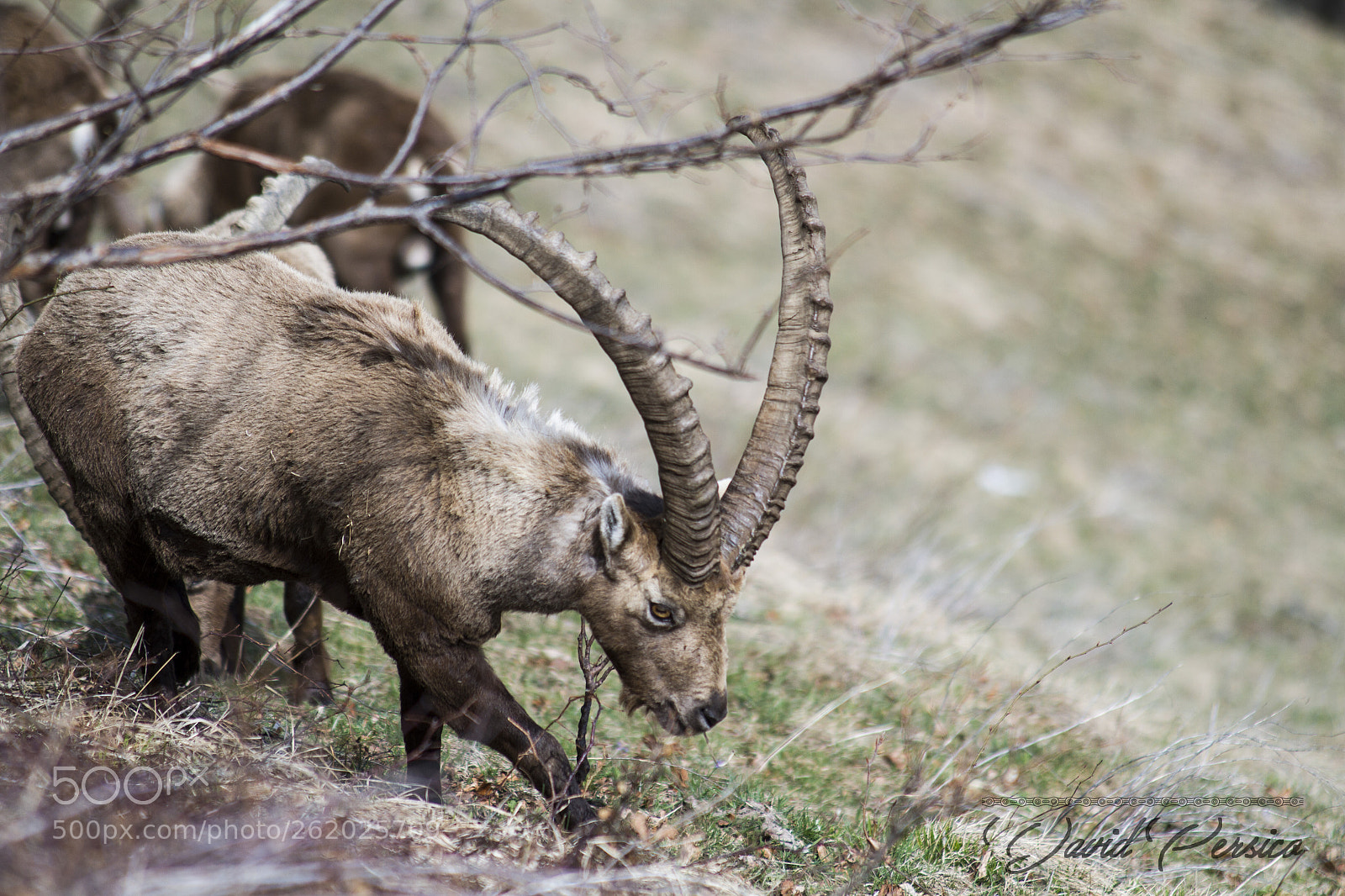 Canon EOS 7D sample photo. Ibex photography