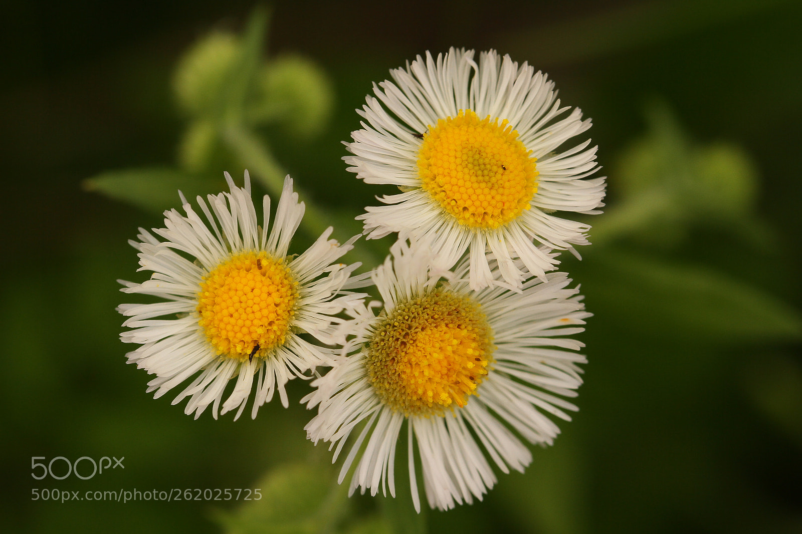 Canon EOS 7D sample photo. Three photography