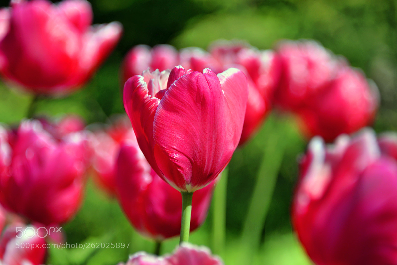 Nikon D610 sample photo. Tulip photography