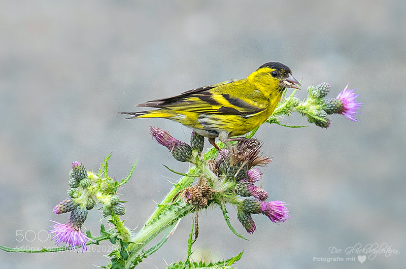 Canon EOS 5D sample photo. Yellow bird eats seed photography