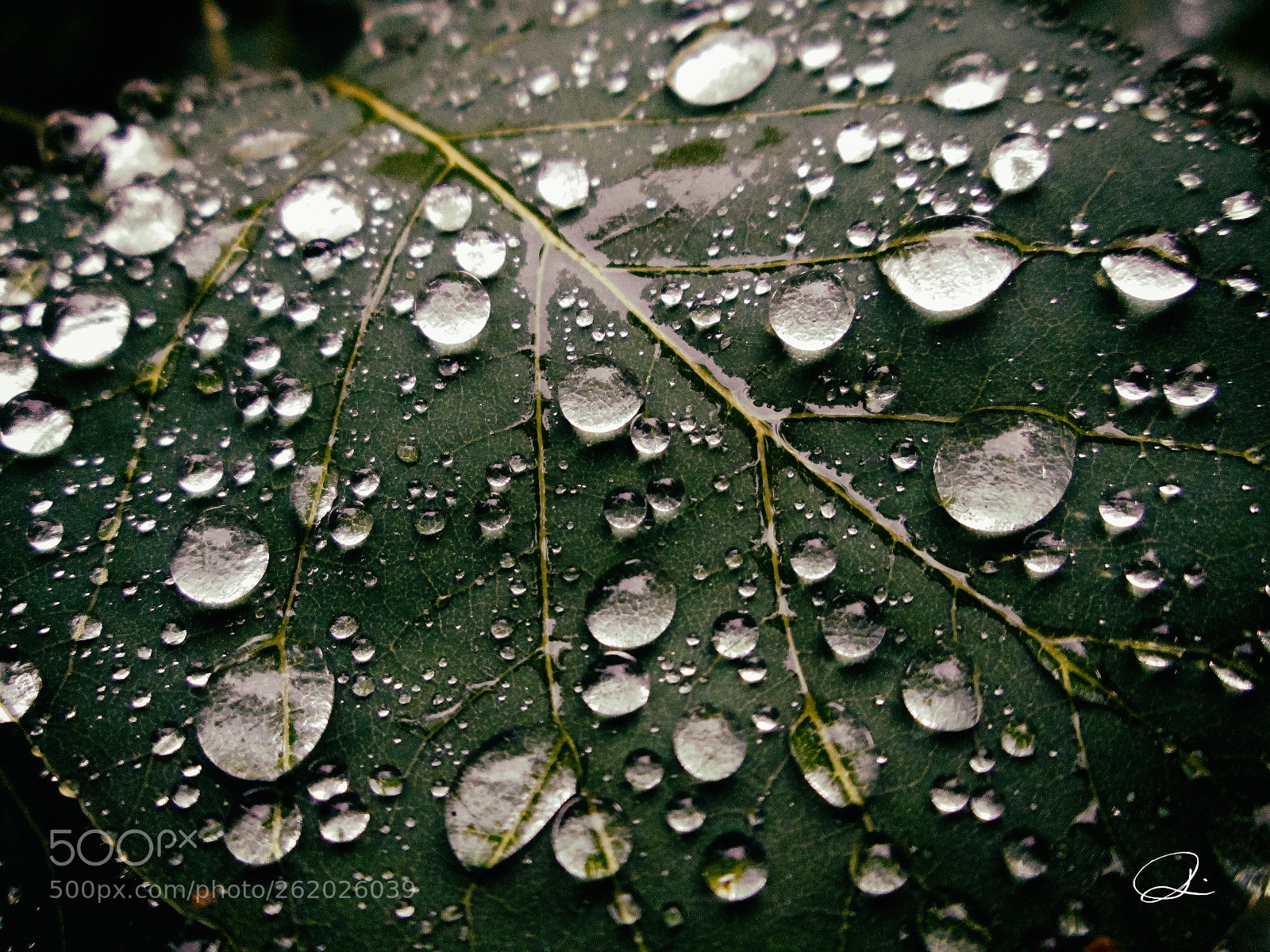 Canon PowerShot A810 sample photo. Beads of dew photography