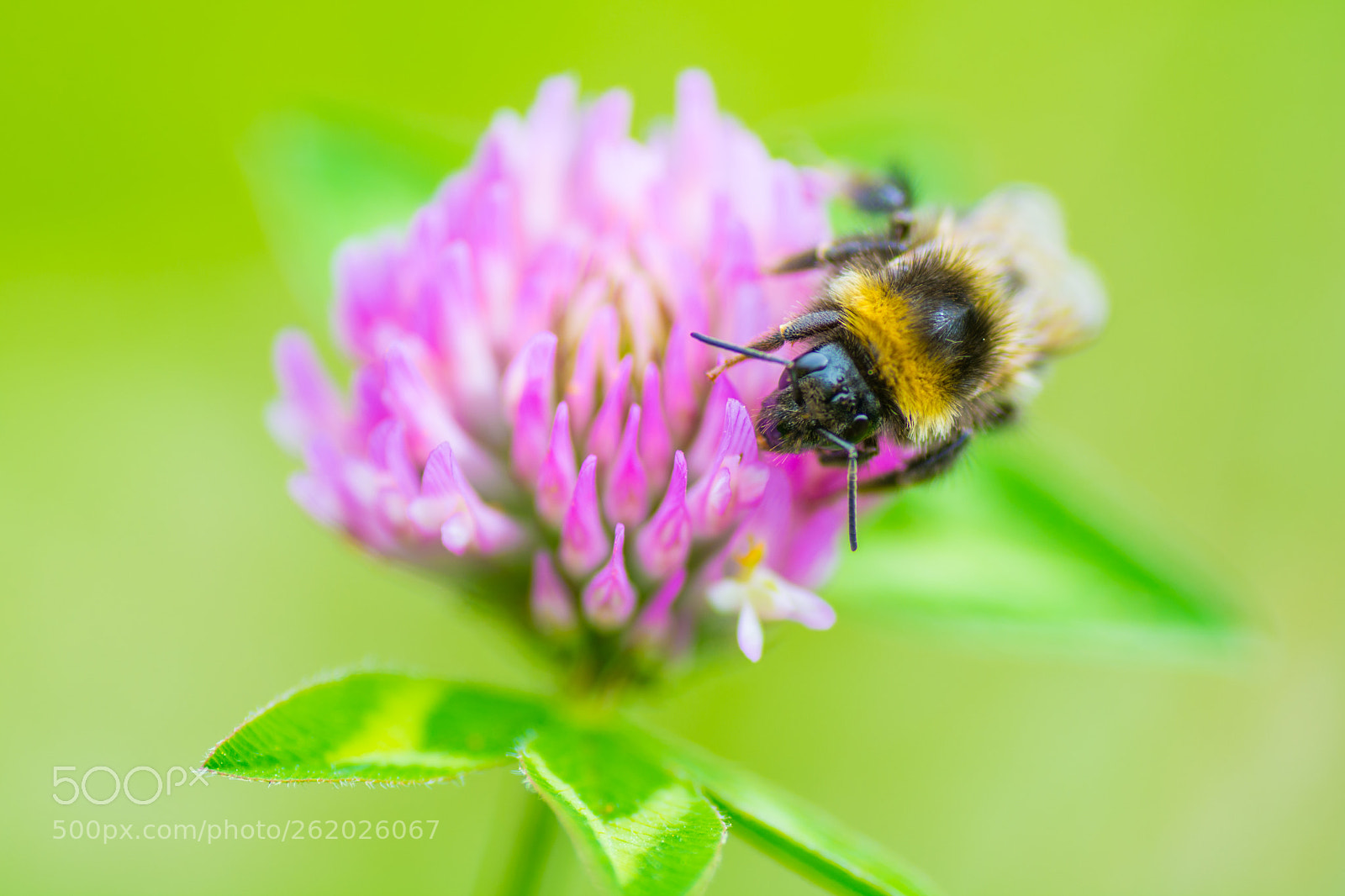 Nikon D7100 sample photo. Bee on purple clover photography