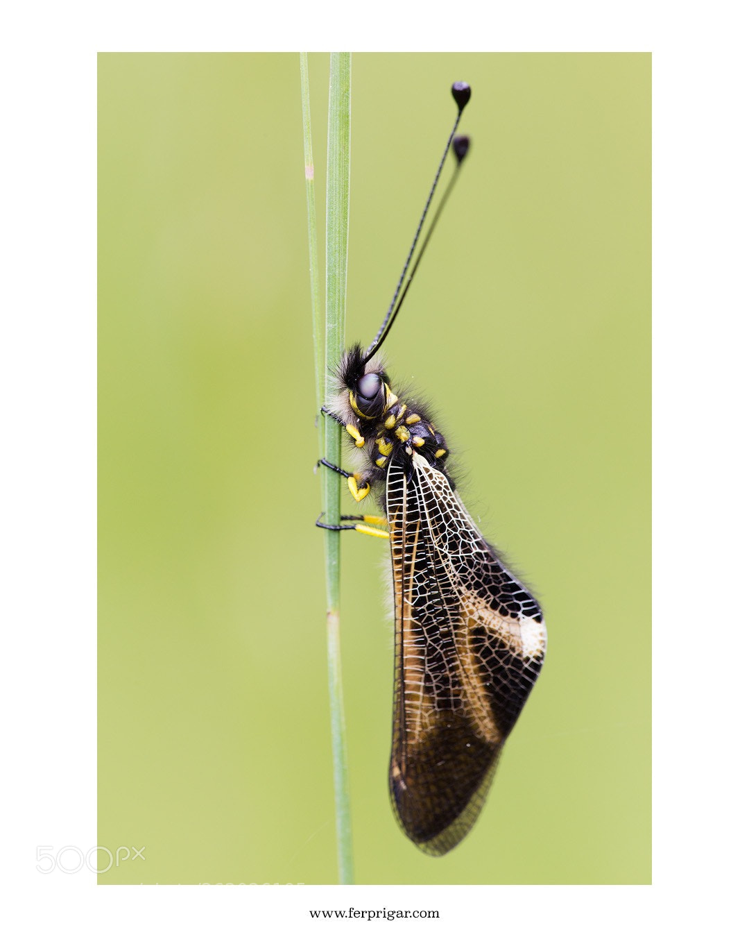 Canon EOS 6D sample photo. Green photography