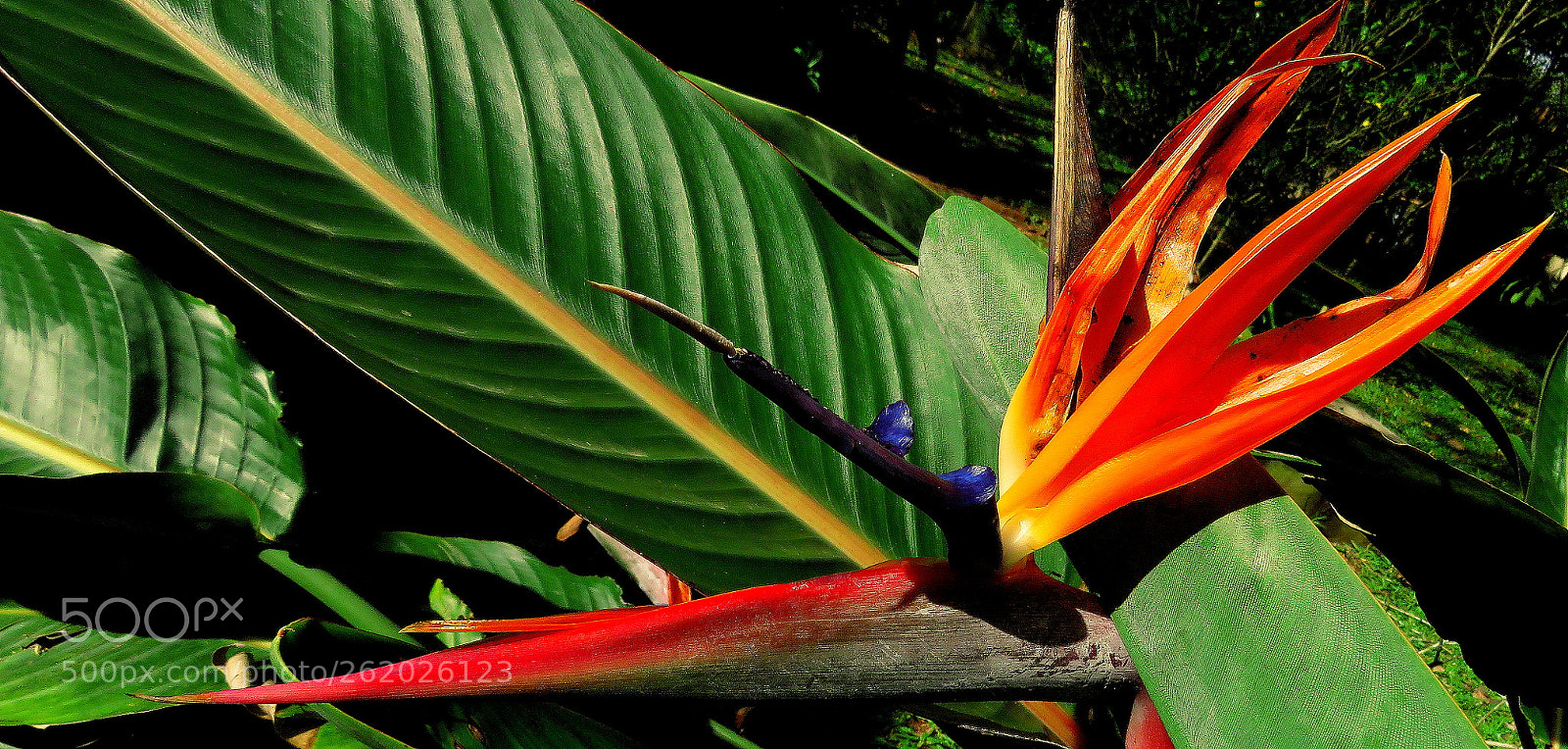 Canon PowerShot SX60 HS sample photo. Strelitzia flower ... photography