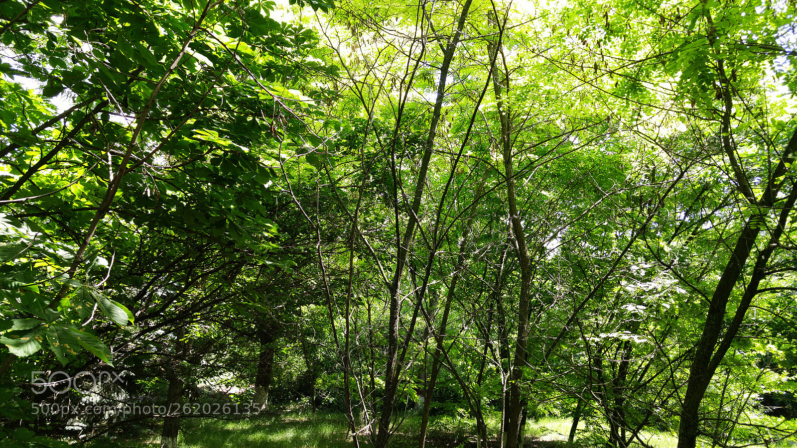 LG H818P sample photo. Undergrowth photography