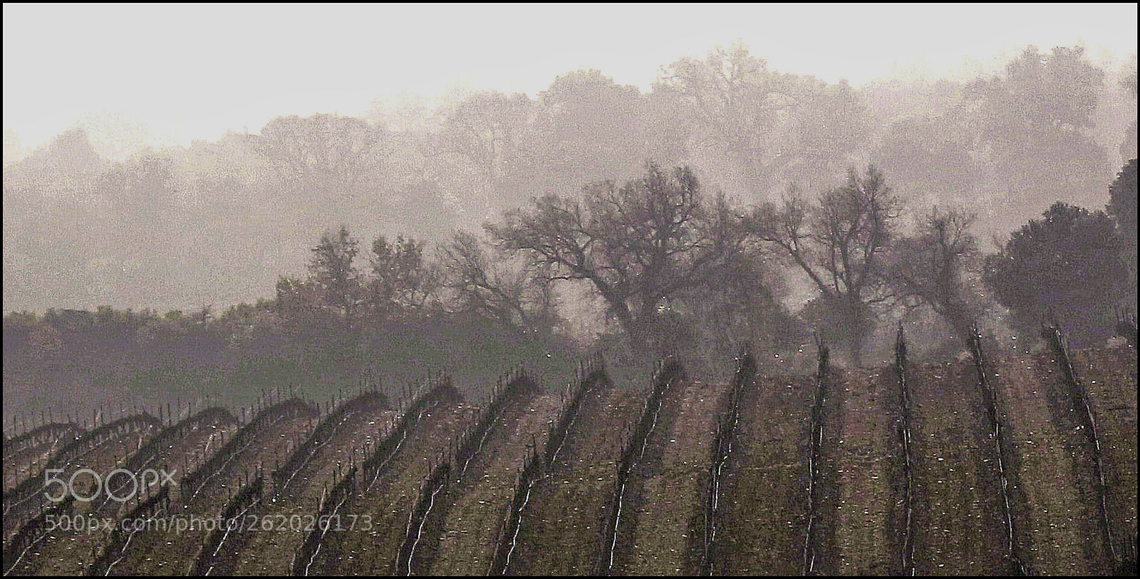 Canon EOS 100D (EOS Rebel SL1 / EOS Kiss X7) sample photo. Fog in the vineyards photography