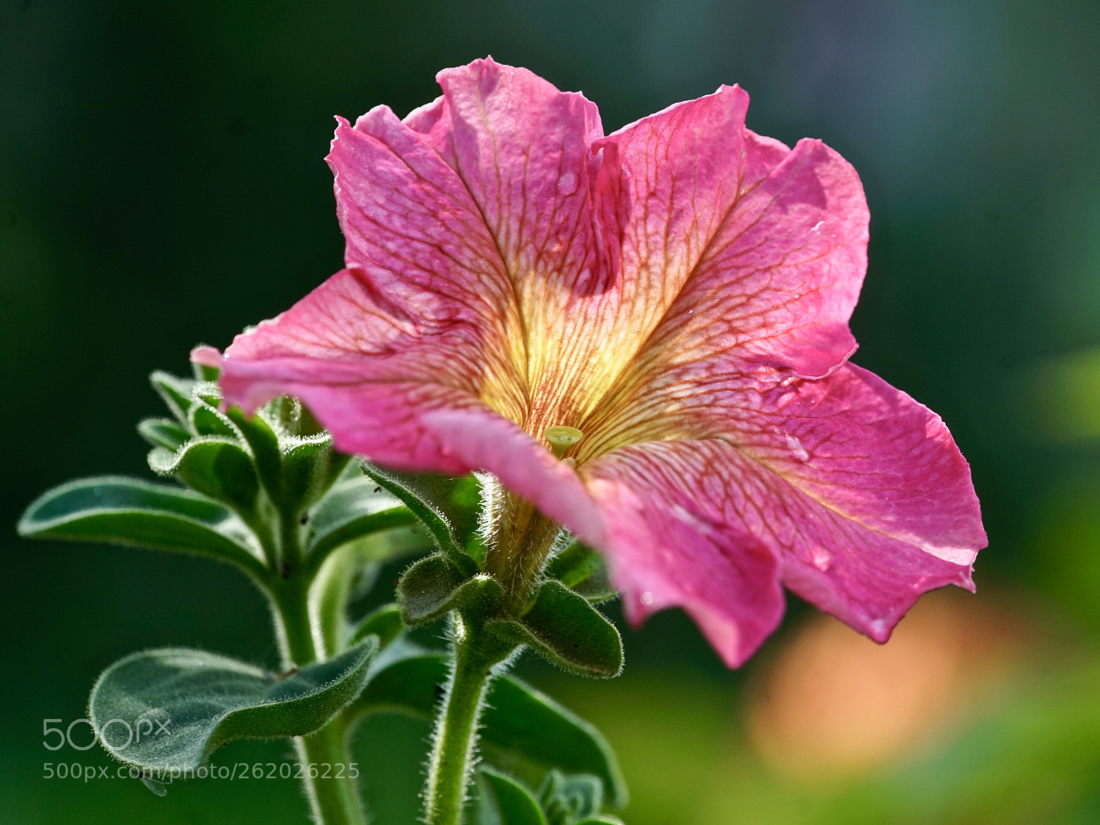 Sony a7R II sample photo. Untitled photography