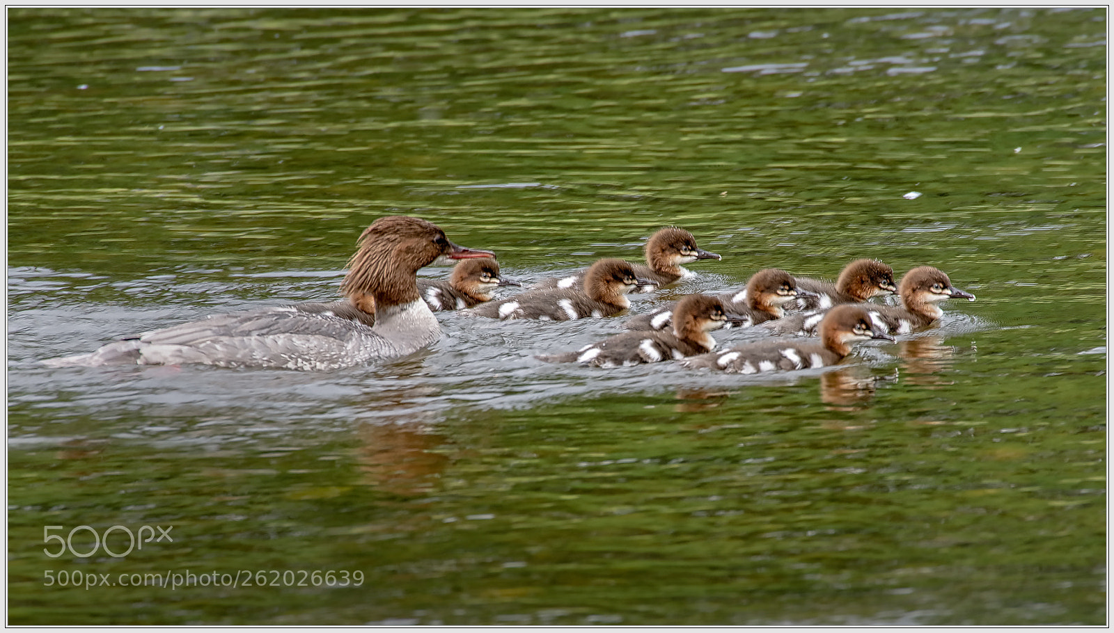 Nikon D750 sample photo. Merganser family photography
