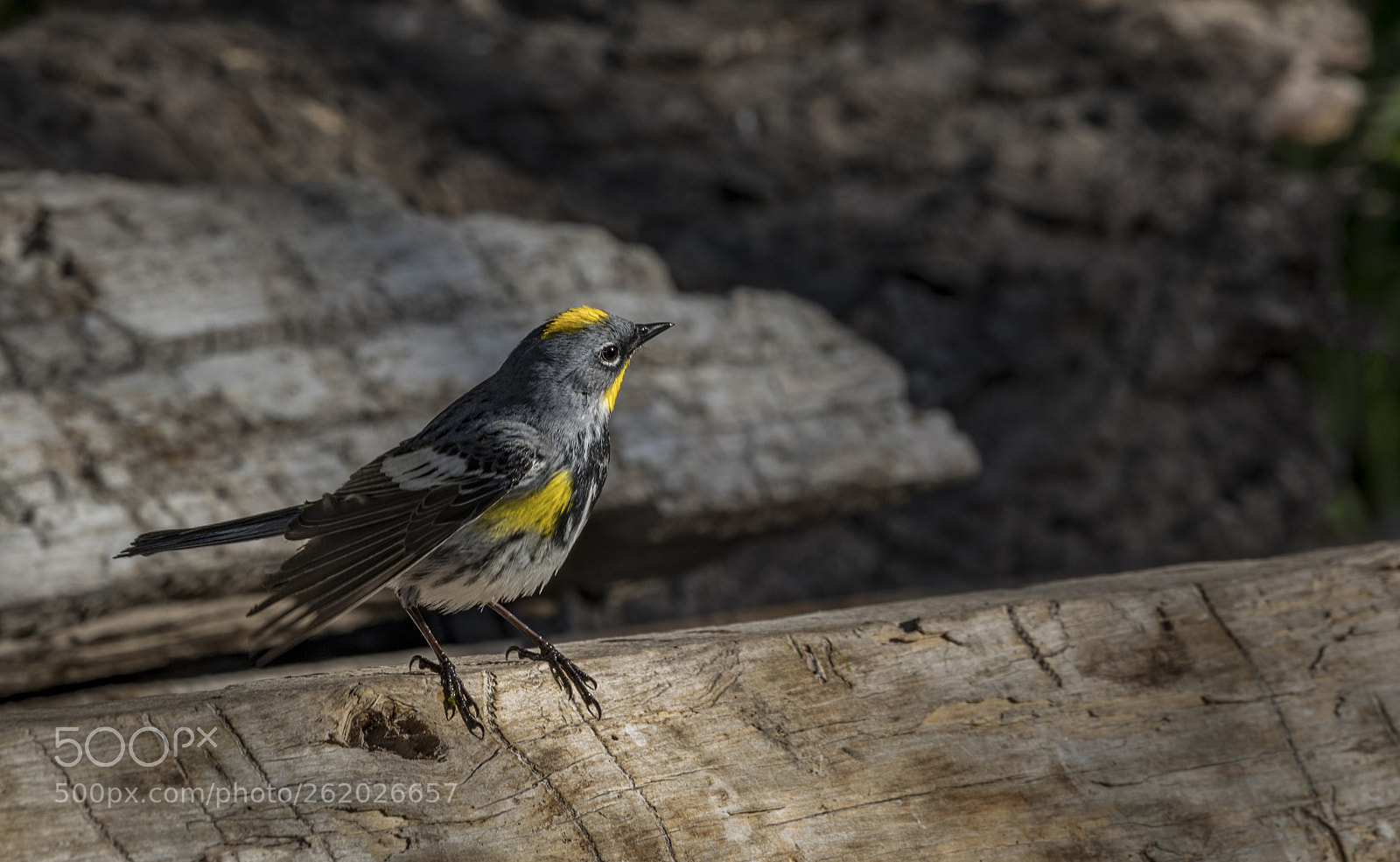 Canon EOS 5D Mark IV sample photo. Yellow-rumped warbler photography
