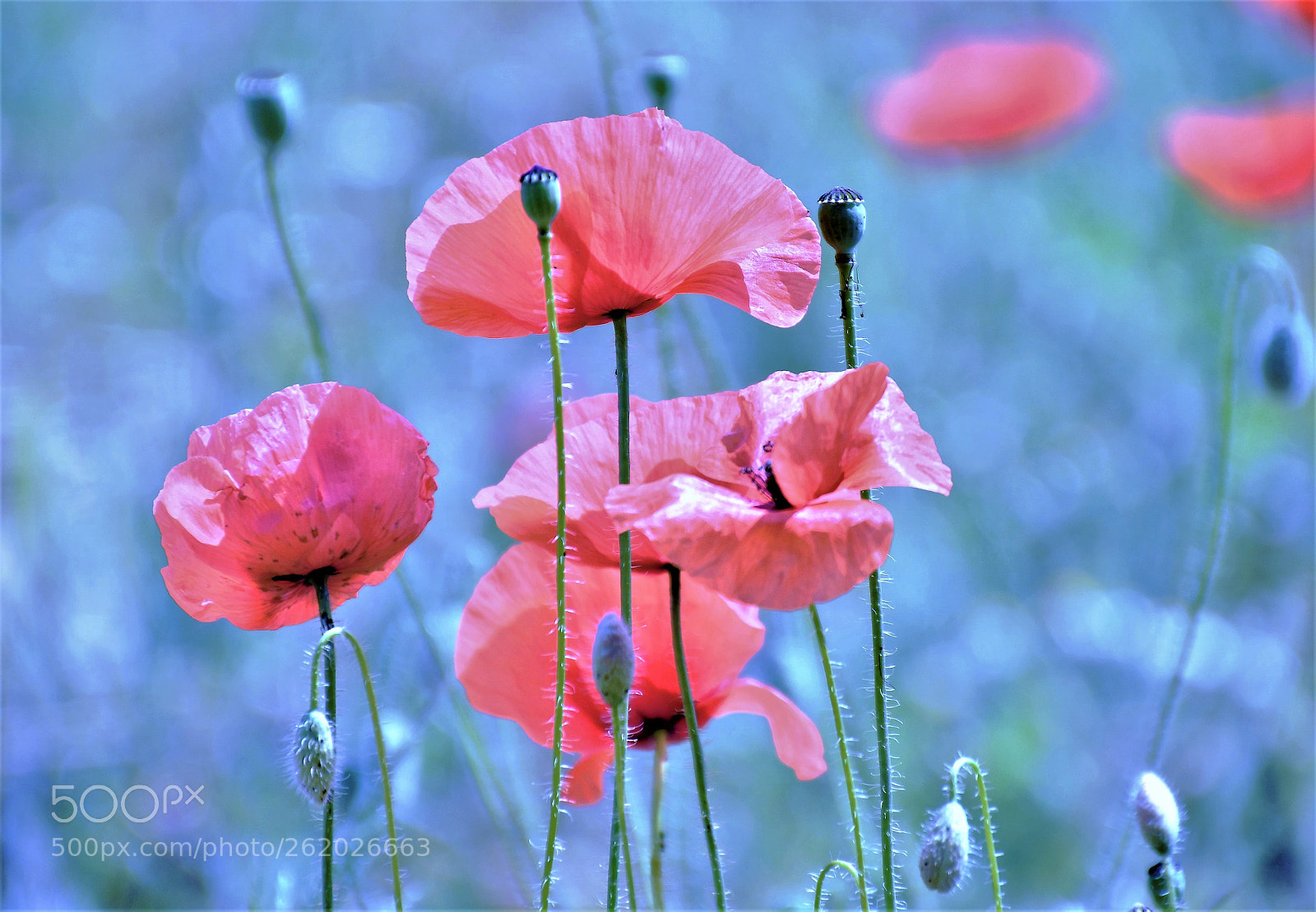 Nikon D500 sample photo. Strong colors photography