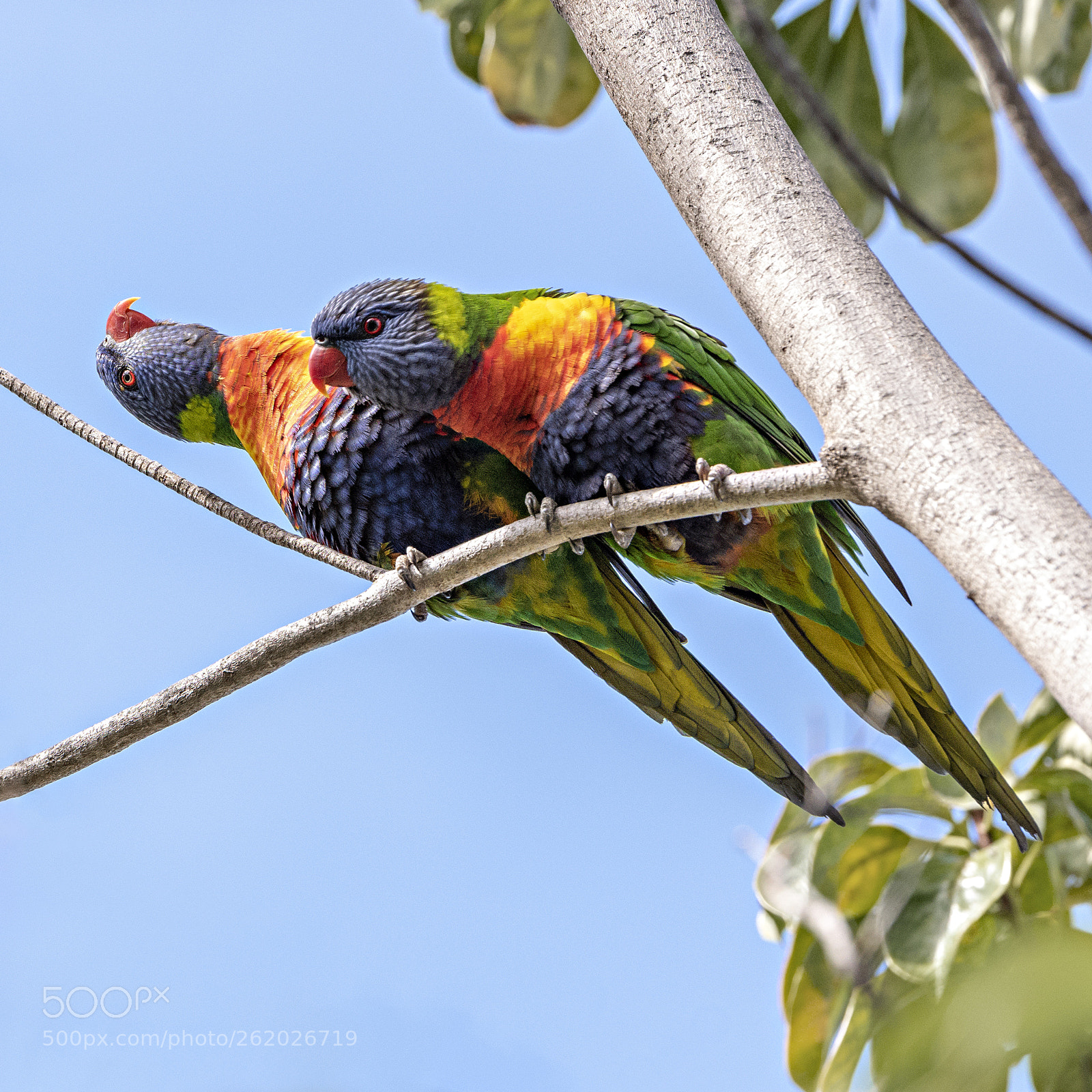 Nikon D810 sample photo. Eastern rosella photography