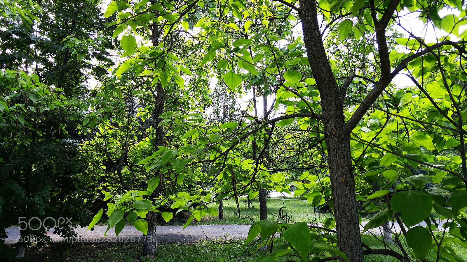 LG H818P sample photo. Green garlands photography