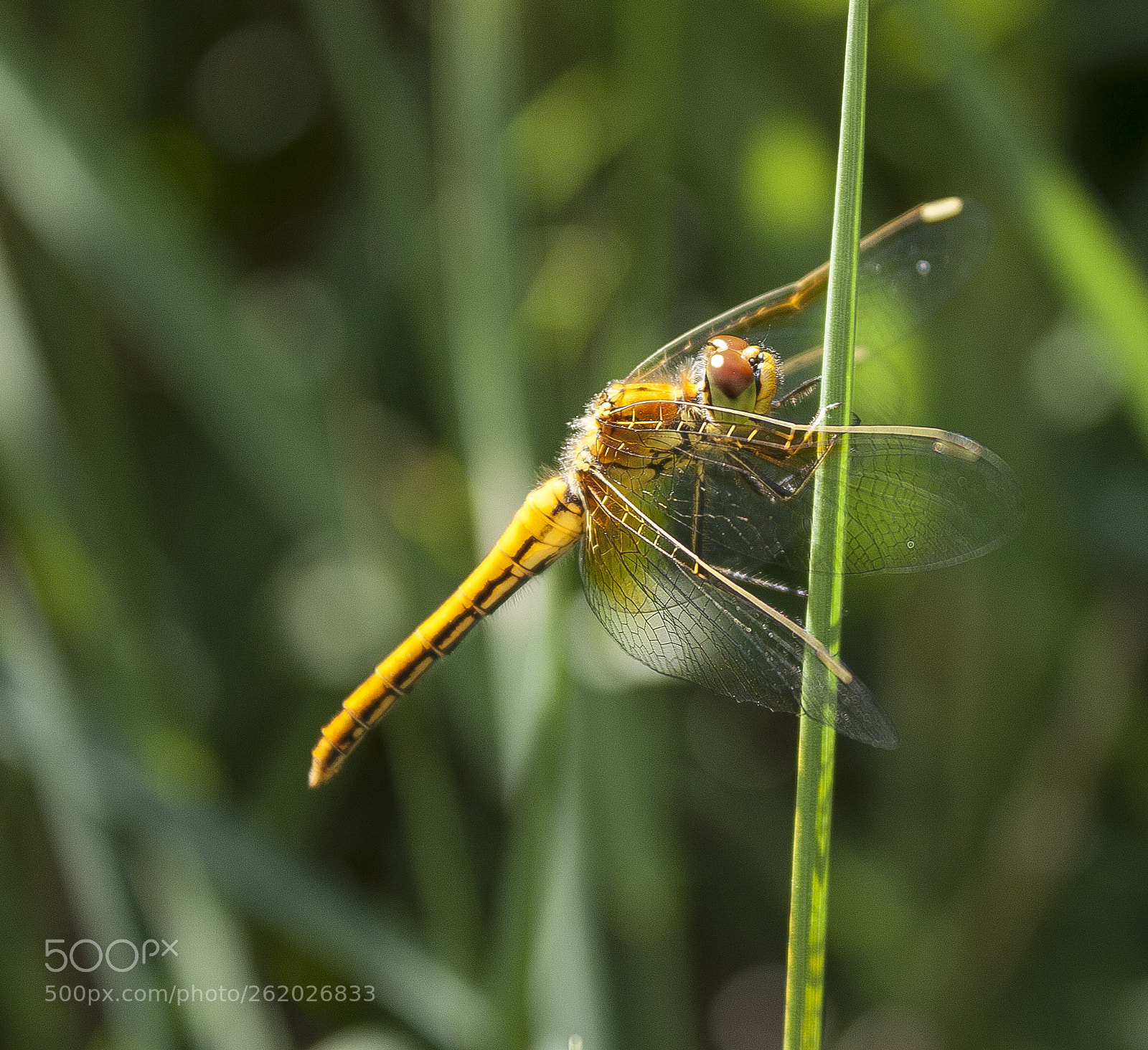 Canon EOS 450D (EOS Rebel XSi / EOS Kiss X2) sample photo. Dragonfly in the grass photography